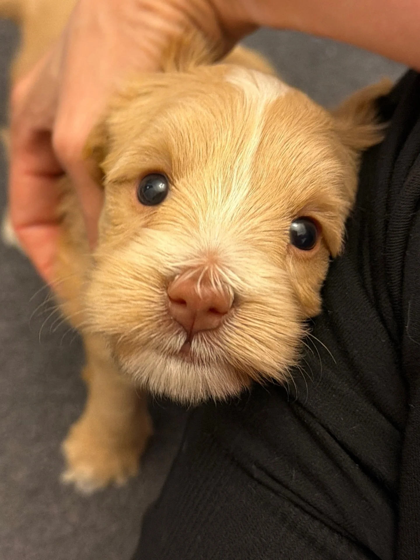 Who could possibly say &ldquo;no&rdquo; to Grizzly, from our 🐻❤️ #SHDUnBEARablyCute litter, when he wants to cuddle in your lap?? 🥰 {Visit the litter page and apply for a spot on this litter, going home in MAY, here: https://www.sunnyheartdoodles.c