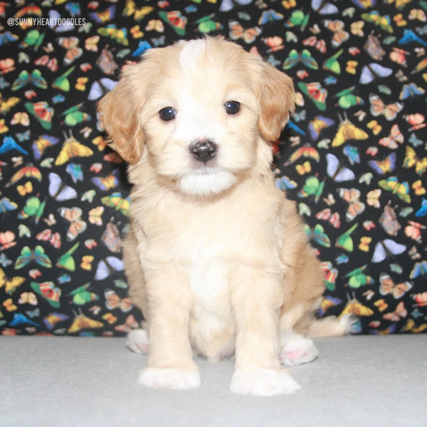 At 6 weeks old, some adorable traits are emerging for the ⚾️❤️ #SHDLetsPlayBall puppies! It&rsquo;s delightful to see their little personalities develop! They play WITH each other now, not just parallel to one another and they&rsquo;re exploring more