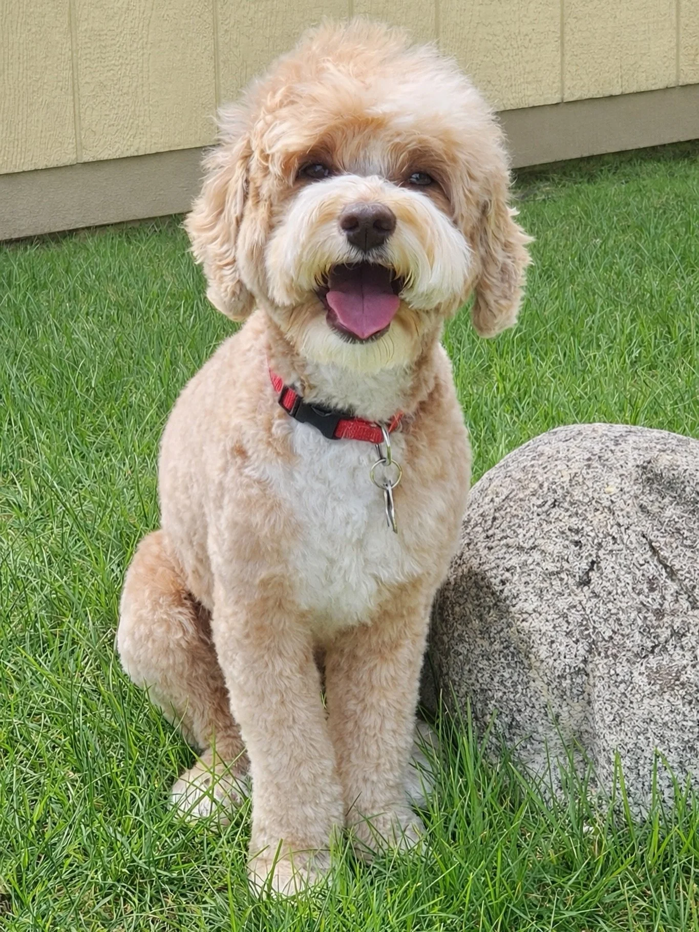 Fryler got groomed 💇🏻&zwj;♂️ today and his dad had a photo shoot 📸 with him afterwards! No doubt, Fry got spiffed up because he&rsquo;s honeymooning 🥰 with ROWYN next week! We haven&rsquo;t had Fryler babies born since last August so I&rsquo;m su