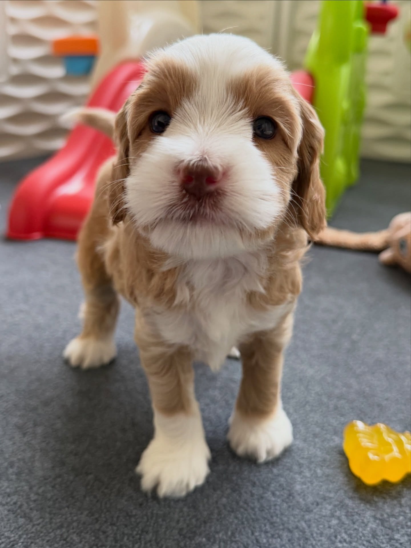 Have you ever seen such an adorable model? Panda, from our 🐻❤️ #SHDUnBEARablyCute litter, has perfected posing for the 📸 camera! {Visit the litter page and apply for a spot on this litter, going home in MAY, here: https://www.sunnyheartdoodles.com/