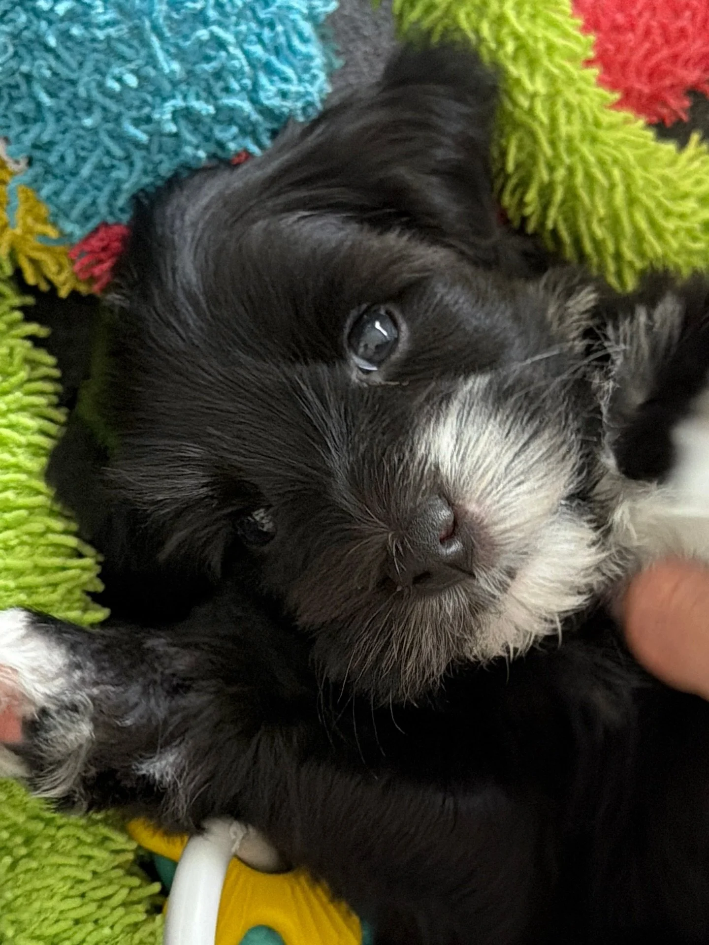 Let&rsquo;s play a game! Assuming that Umpire from our ⚾️❤️ #SHDLetsPlayBall litter keeps developing the way he has been, has a perfect vet visit and continues on the same trajectory with his personality traits, he is going to be our breeder pick to 