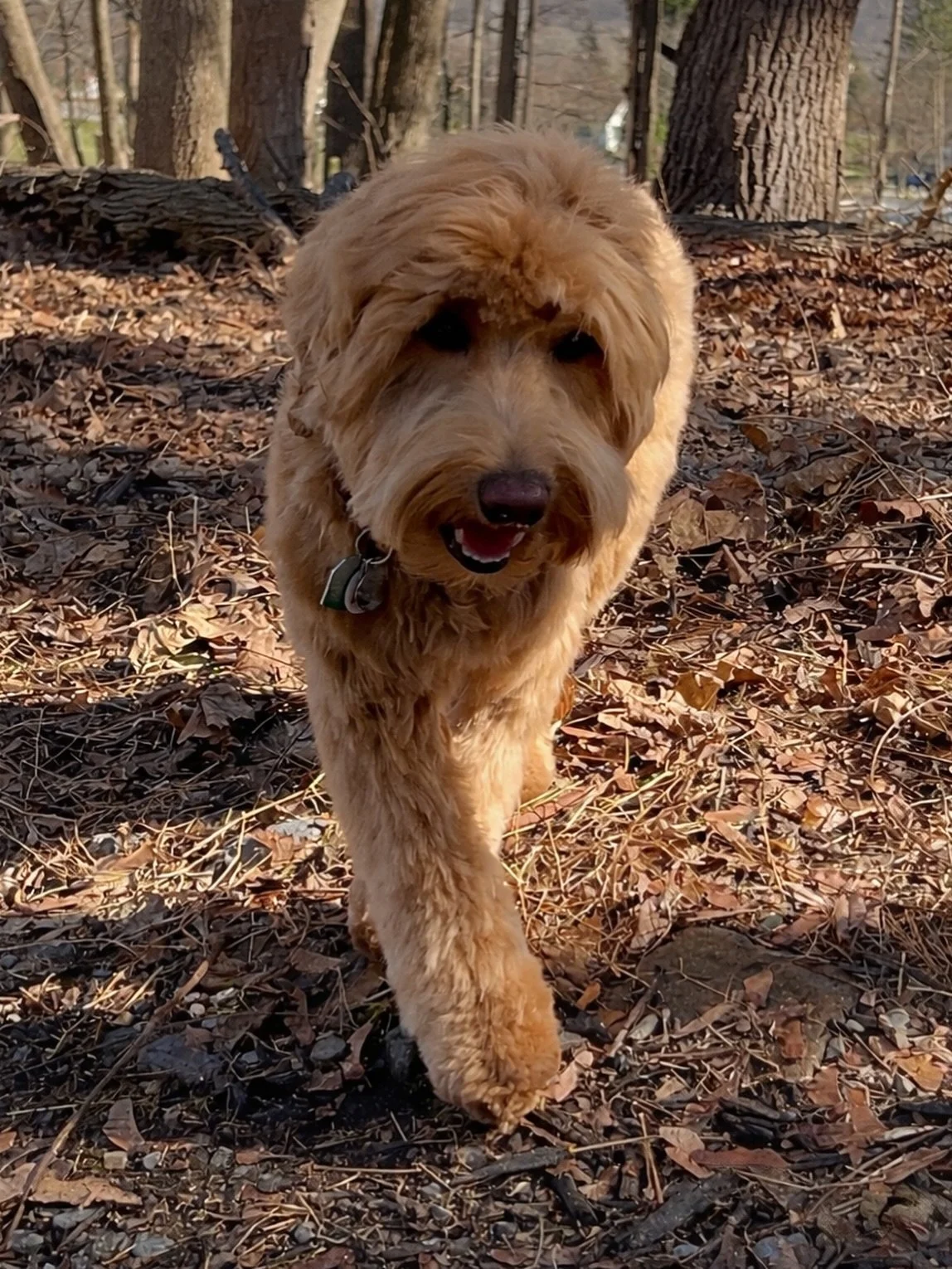 Is this girl going to saunter into the vet like this tomorrow? 😉 Rowyn has a progesterone test in the morning to see if she&rsquo;s ready to start breeding! ☀️❤️ #sunnyheartdoodles #shdrowyncookie