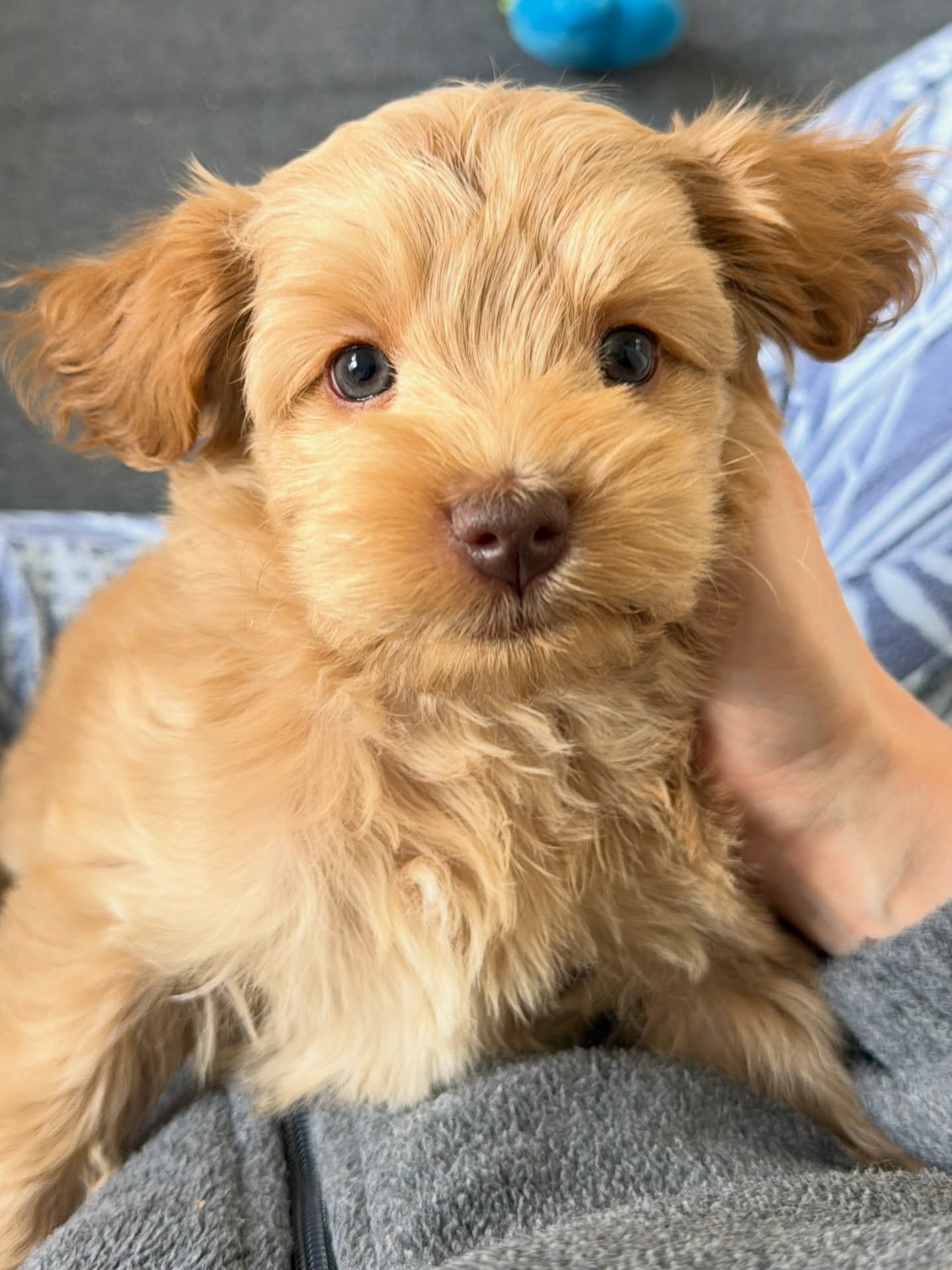 Have you ever seen ears this adorable? 🥰 I didn&rsquo;t think so. {📸 featuring Slugger from our ⚾️❤️ #SHDLetsPlayBall litter} ☀️❤️ #sunnyheartdoodles