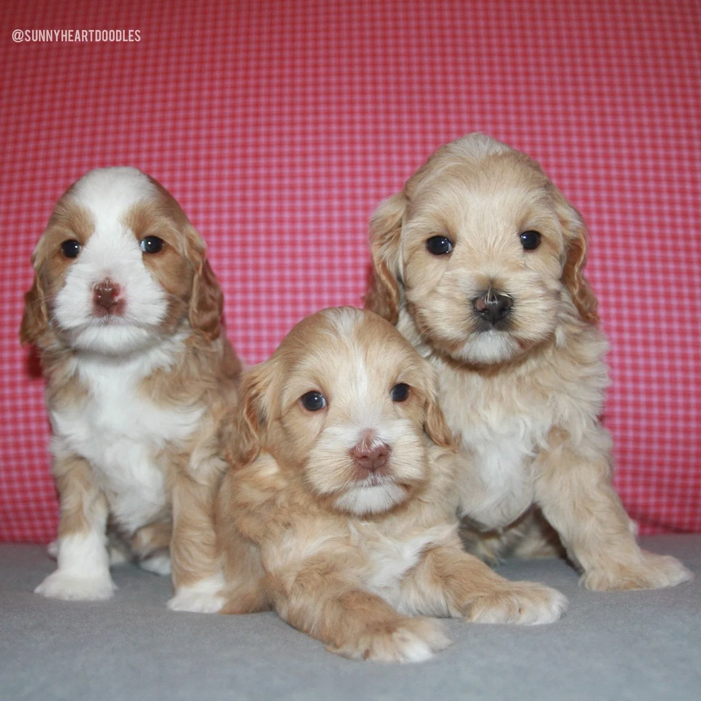 Rellie and Gavin&rsquo;s 🐻❤️ #SHDUnBEARablyCute puppies are 5 weeks old today! They are fully integrated into the big kid play space and are enjoying their exploration of all it has to offer! I&rsquo;m very impressed with their potty use. At just 5 
