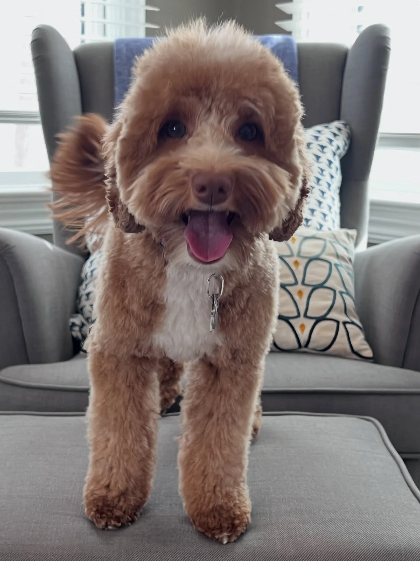 I spoke to Story&rsquo;s mom tonight and she told me that Story&rsquo;s belly is getting bigger each day! 🤰 Her appetite has ramped up as if on cue for her third trimester. Not long to go now, Story girl! 🥰 She&rsquo;ll be arriving here in 2 weeks 