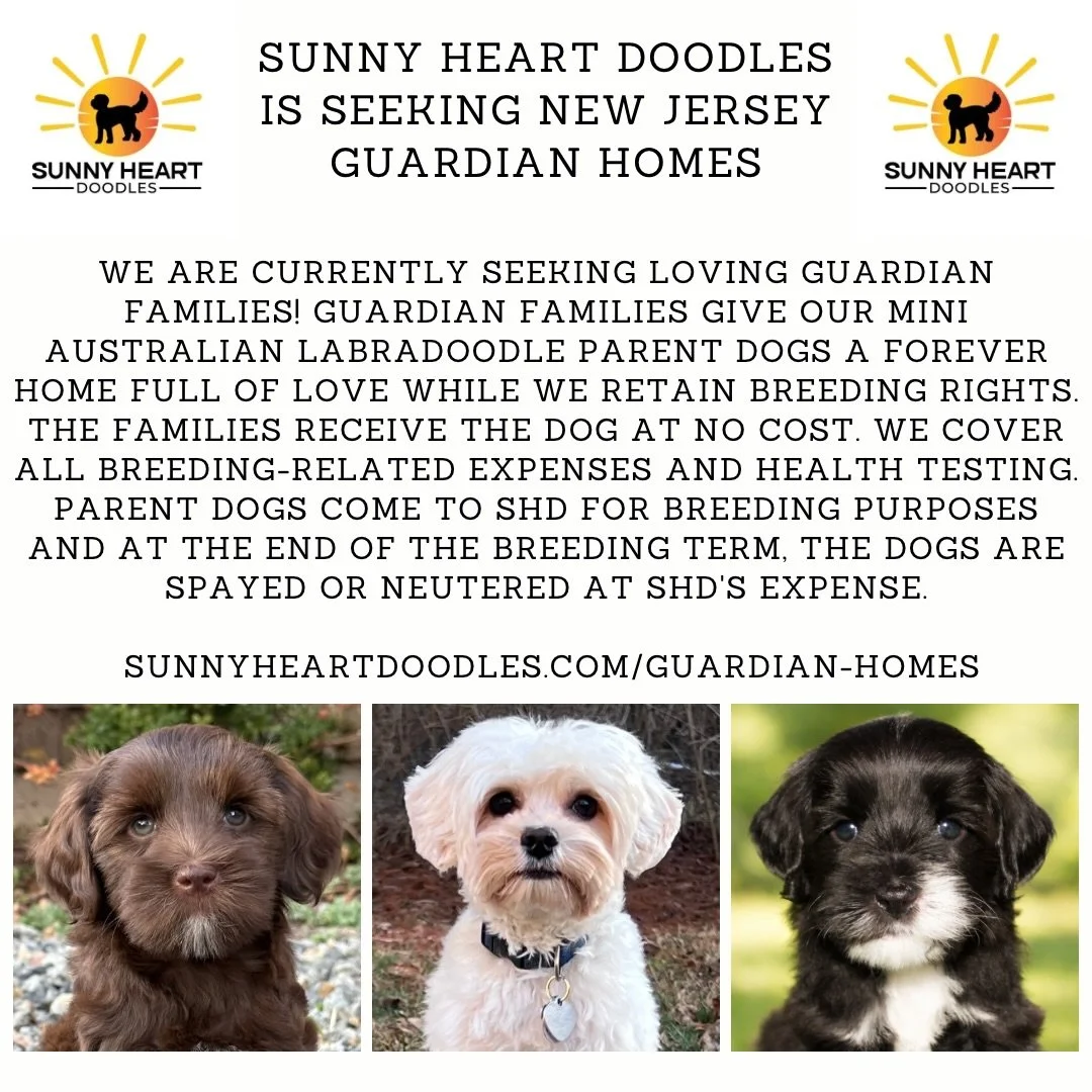 We&rsquo;re looking for a few amazing New Jersey guardian families for some of our mini Australian Labradoodle breeding prospects! 🐾

Guardian homes get the opportunity to raise one of our exceptional puppies as their own at no purchase cost, while 