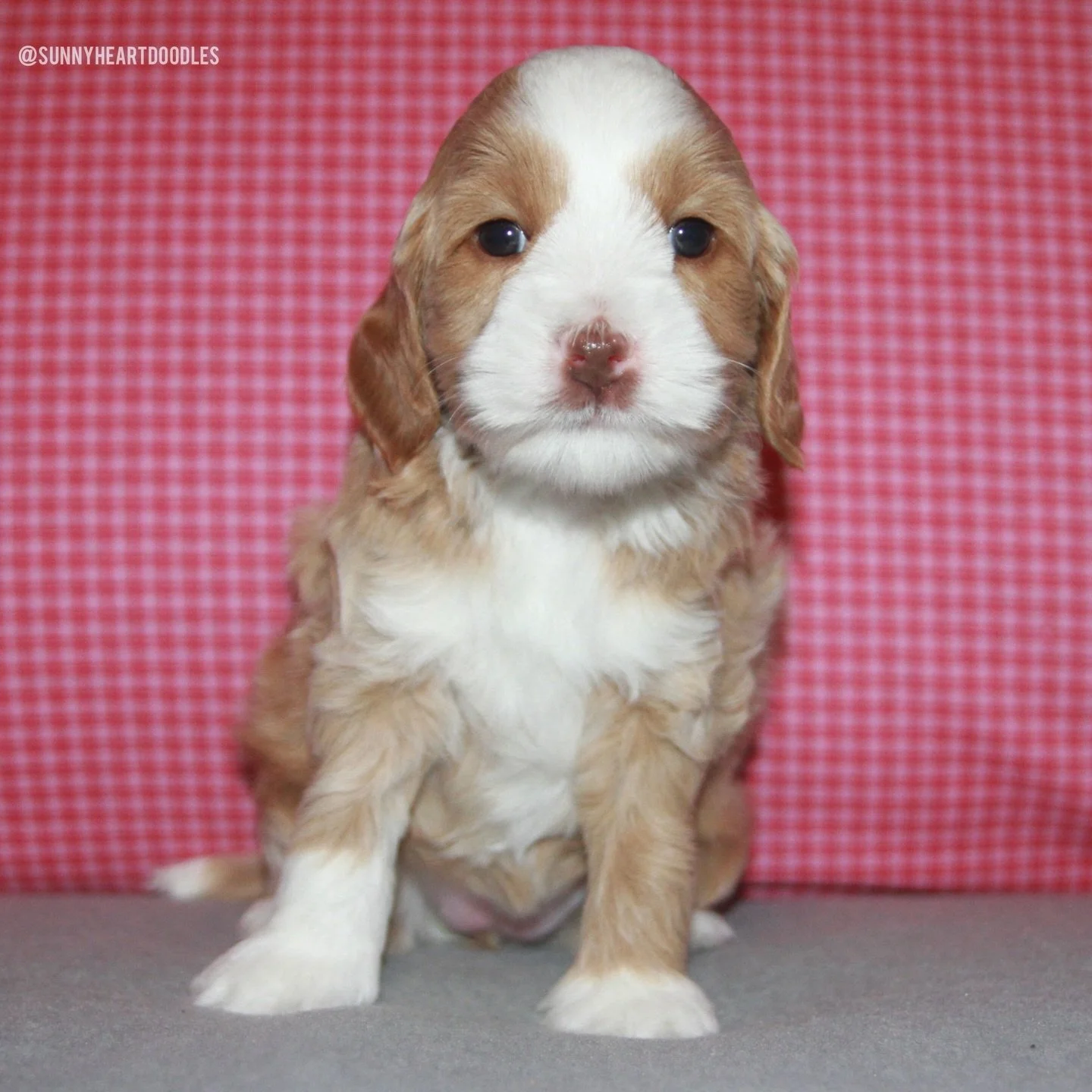📌 We currently have availability on this litter! 📌 It&rsquo;s hard for me to fathom how big these 🐻❤️ #SHDUnBEARablyCute babies are getting! They&rsquo;re 5 weeks old and getting more curious by the day. Mama is weaning them and they&rsquo;re down