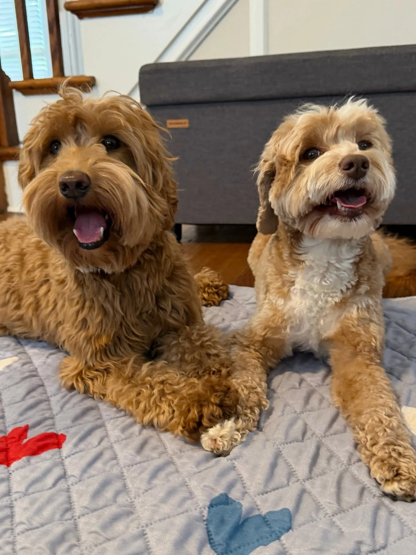 The Rowyn x Fryler honeymoon is on! 🥰🥂🩷 We confirmed that Rowyn ovulated and these two lovebirds started their honeymoon today. We&rsquo;ll have caramel and red pups from them (about 15-20 lbs) arriving at the end of June!! 😊 I can&rsquo;t wait t