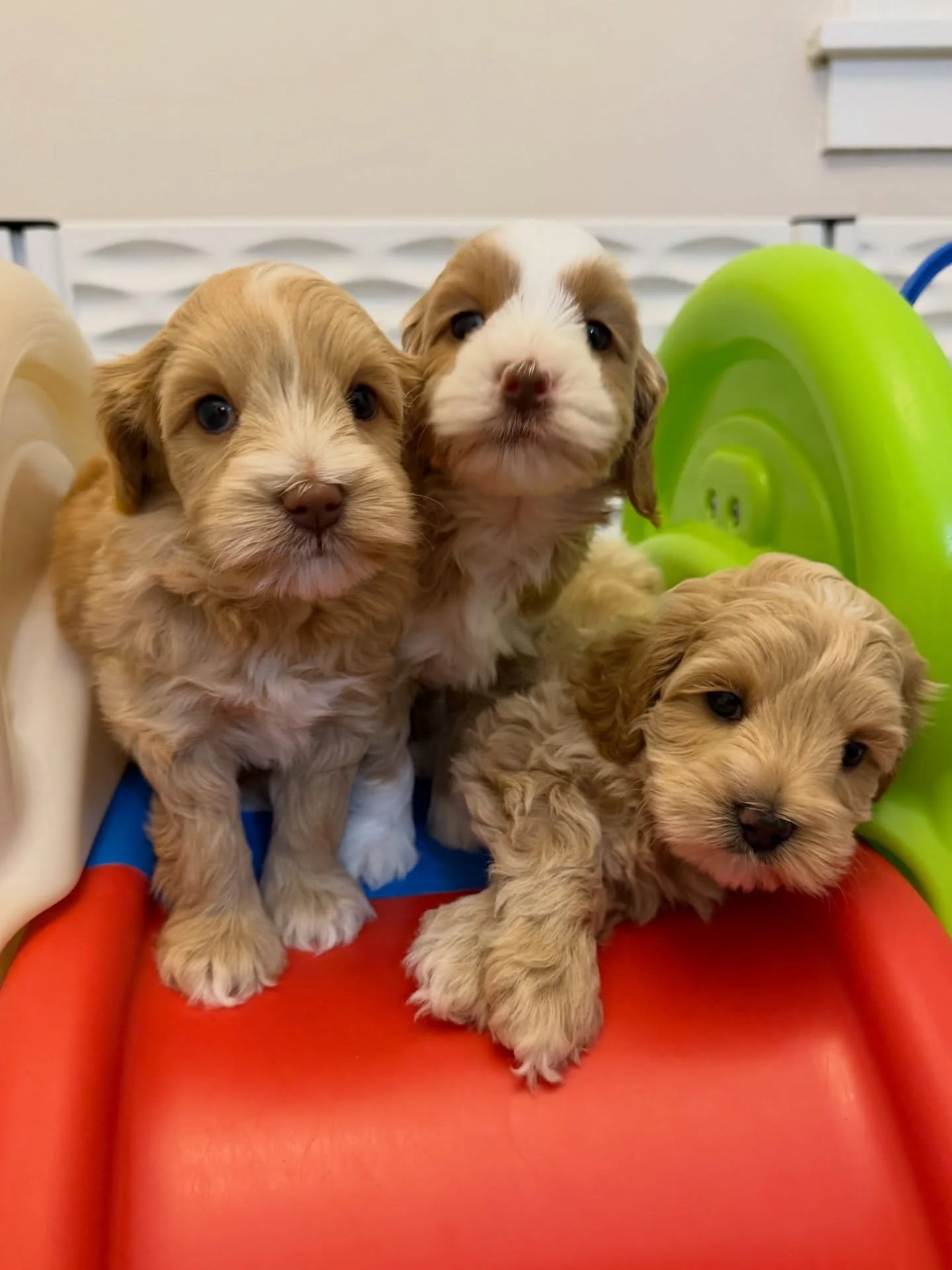 Look at these big kids! 👀 Grizzly, Panda and Polar (📸 from left to right) are THRIVING! We have AVAILABILITY on this 🐻❤️ #SHDUnBEARablyCute litter! ➡️ https://www.sunnyheartdoodles.com/rellie-and-gavin-march-2026 ☀️❤️ #sunnyheartdoodles