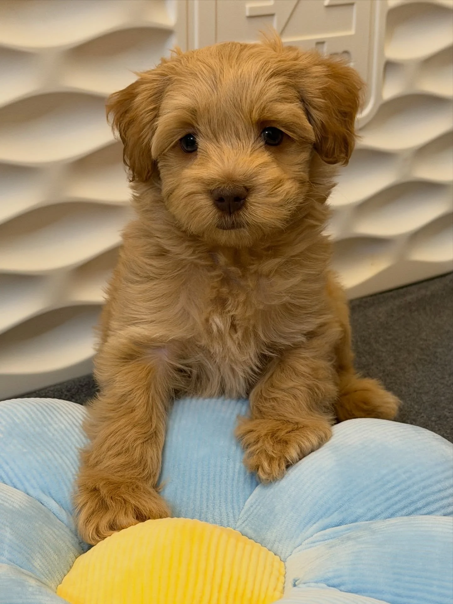 This golden bundle of fluff is already mastering the art of melting hearts! {📸 featuring Slugger from our ⚾️❤️ #SHDLetsPlayBall litter} ☀️❤️ #sunnyheartdoodles