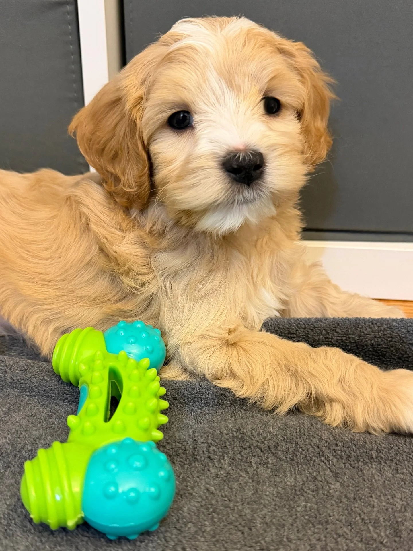 This boy is a whole lot of love in one small package! 🩵 {📸 featuring Strike from our ⚾️❤️ #SHDLetsPlayBall litter} ☀️❤️ #sunnyheartdoodles