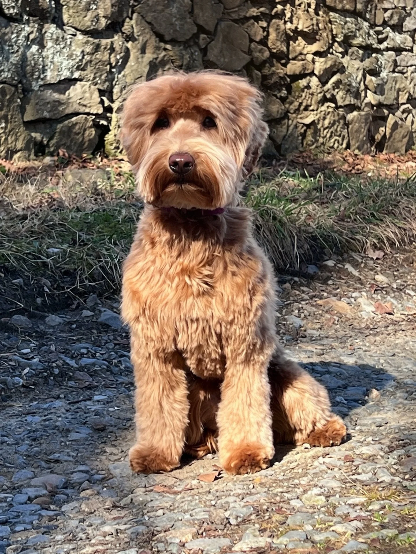 The amount of work to properly and safely bring puppies from a dream to reality is&hellip;a lot. There&rsquo;s biology and chemistry, math and communications. Then there are breeding logistics. If there&rsquo;s a wood floor, do the dogs have padding 