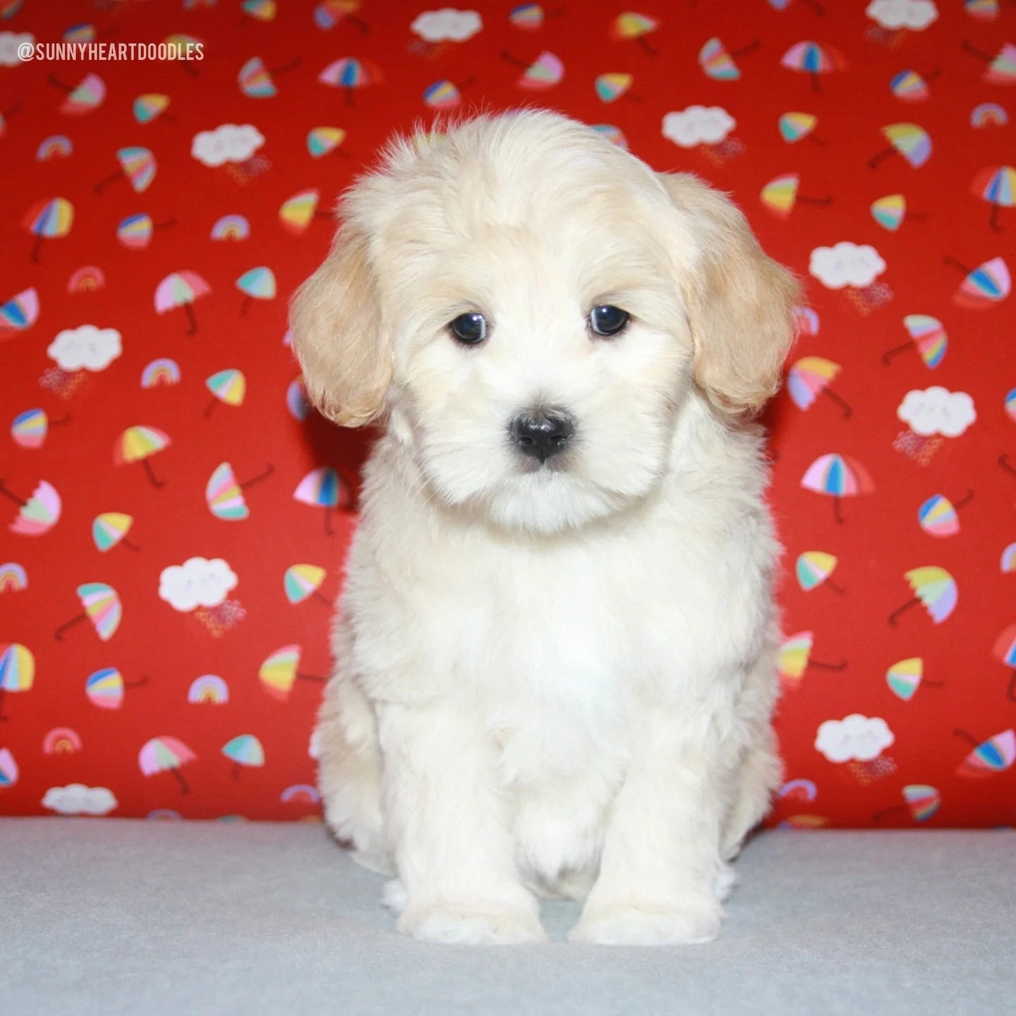 I need this next week to pass as sloooowwly as possible! I&rsquo;m not ready for these ⚾️❤️ #SHDLetsPlayBall puppies to be turning 7 weeks old OR for them to go home in just one more week! 🥹 They have a big week ahead with trait assessments, vet vis