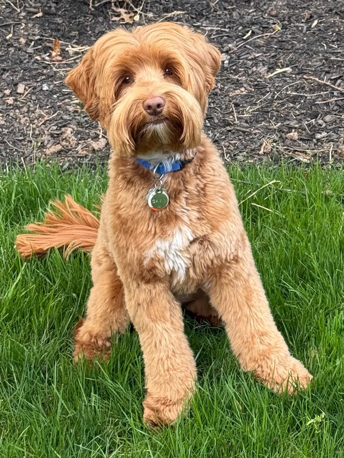 Look at this boy! 🩵👀 How handsome is daddy Gavin?? I want to pop through my screen and 😘 smooch him! Gavin sired his first litter of pups last fall (and several since then!) and I am completely in love with all of his puppies! I&rsquo;m really pro