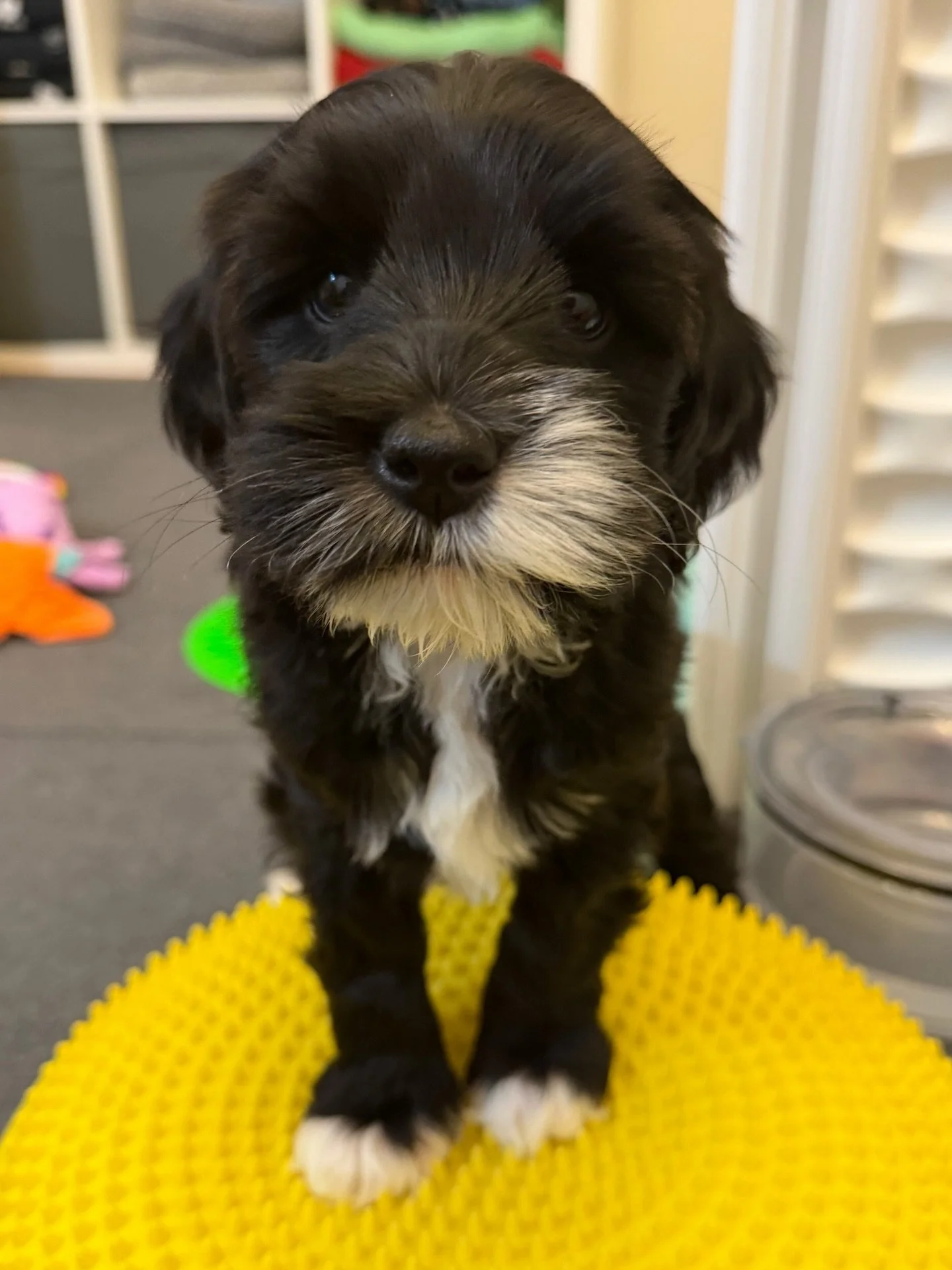 NJ families! Do you live close by, have a lot of love and time to offer a furry friend, and want one of our miniature Australian Labradoodle puppies?

Meet handsome Umpire (new/official name TBD at 8 weeks of age) from our ⚾️❤️ #SHDLetsPlayBall litte