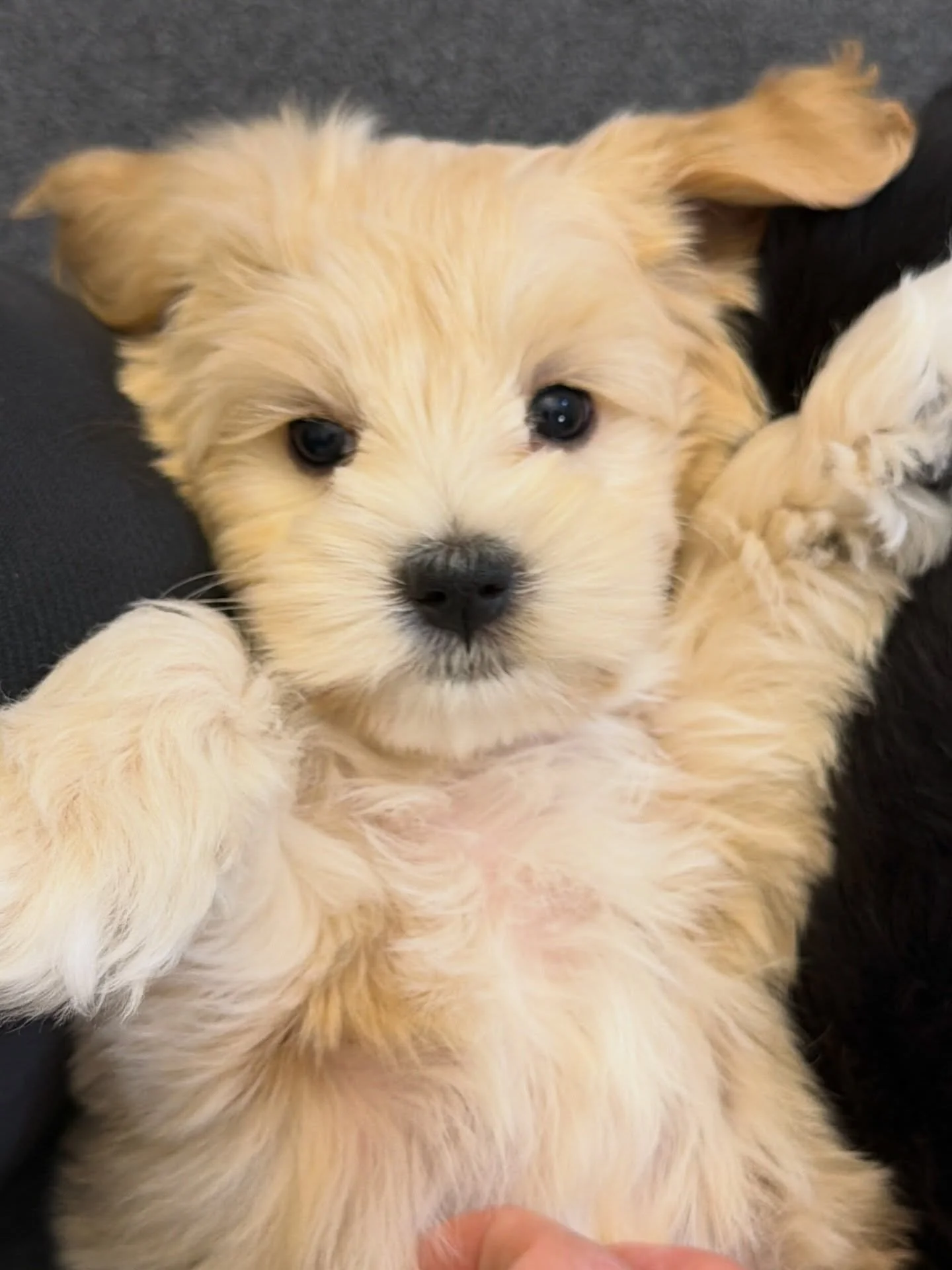This little munchkin is wrapped in fluff and full of love! 😍 {📸 featuring Diamond from our ⚾️❤️ #SHDLetsPlayBall litter} ☀️❤️ #sunnyheartdoodles