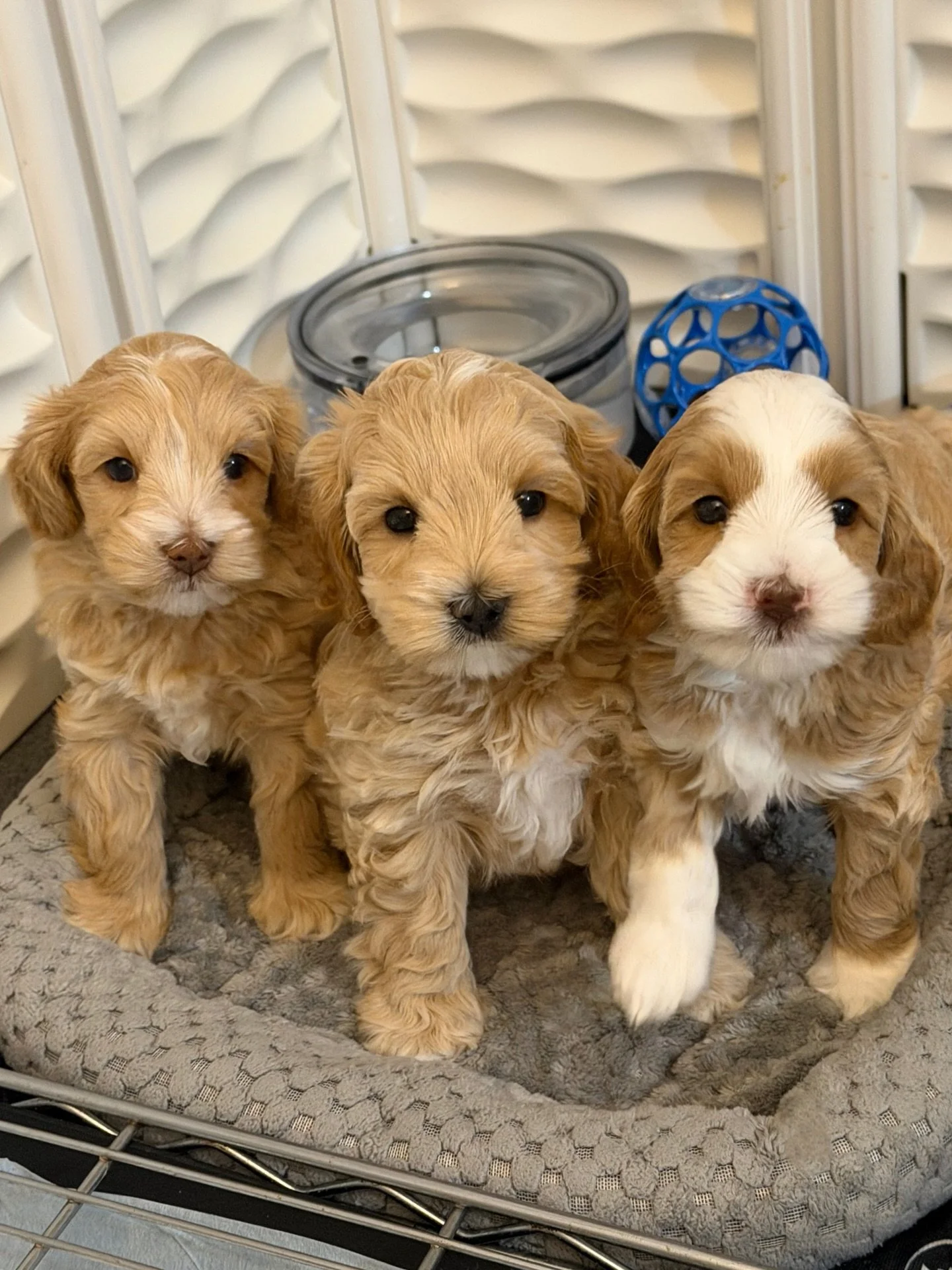 Bedtime with these 🐻❤️ #SHDUnBEARablyCute puppies is the sweetest! 📌📌 Reserve your spot here for a Go Home Day of 5/11: https://www.sunnyheartdoodles.com/get-started ☀️❤️ #sunnyheartdoodles