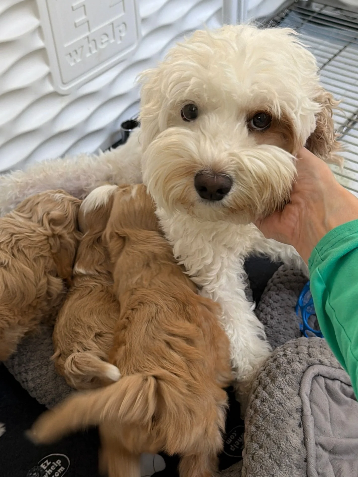 What a beautiful journey! 🥹 Our 🐻❤️ #SHDUnBEARablyCute babies are WEANED!!!! Their final feed from mama that happened earlier today is in Stories so catch it before it expires. 📹 Rellie has done such a marvelous job with this litter. She&rsquo;s n