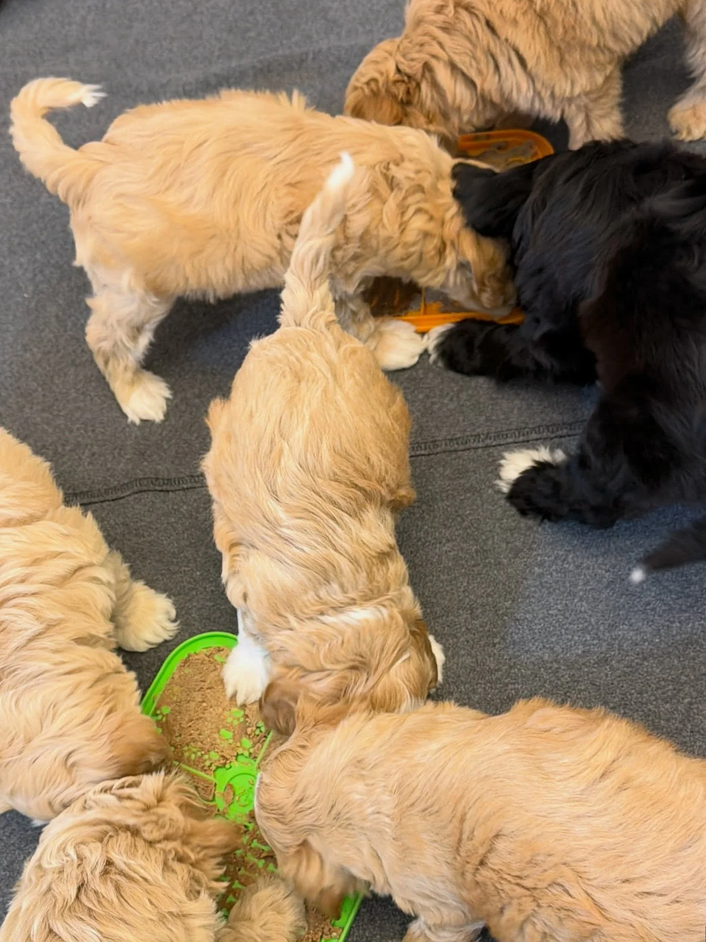 Look at this! 👀 7 puppies from our ⚾️❤️ #SHDLetsPlayBall AND our 🐻❤️ #SHDUnBEARablyCute litters shared a bedtime snackie tonight! 😋 The puppies were well-mannered and harmonious as they put their little brains to work on the enriching lick mats (l