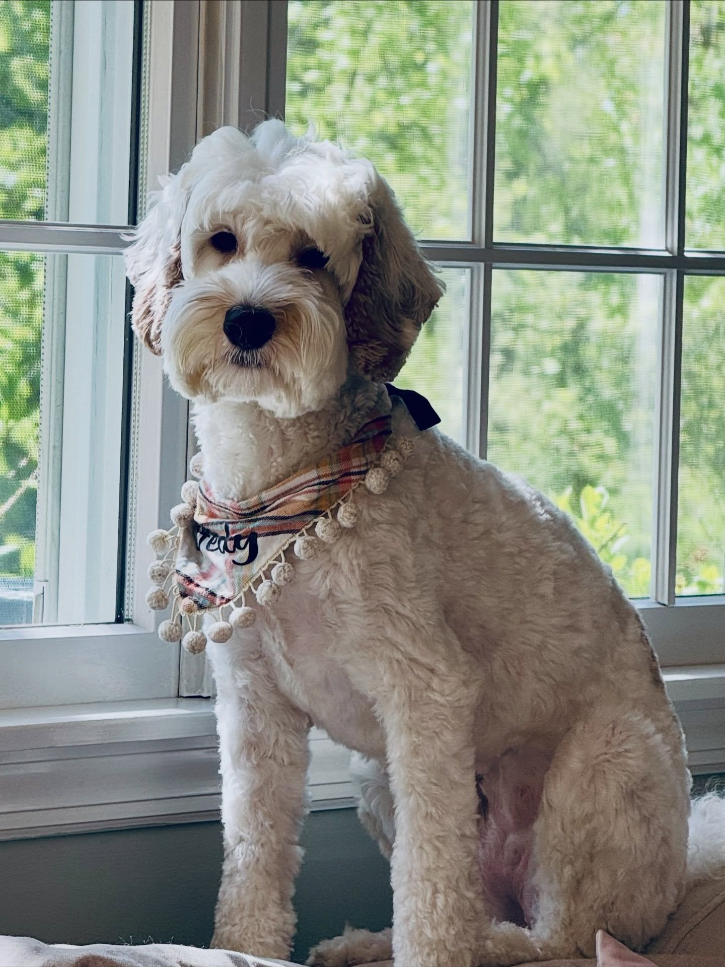 This is beautiful Hedwig (Limerick from Letti and Crewe&rsquo;s Lucky Charms litter)! Hedy went to our groomer the other day and her mom said, &ldquo;She&rsquo;s Letti&rsquo;s daughter&hellip;do it the way Lauren wants.&rdquo; She told me, &ldquo;Tha