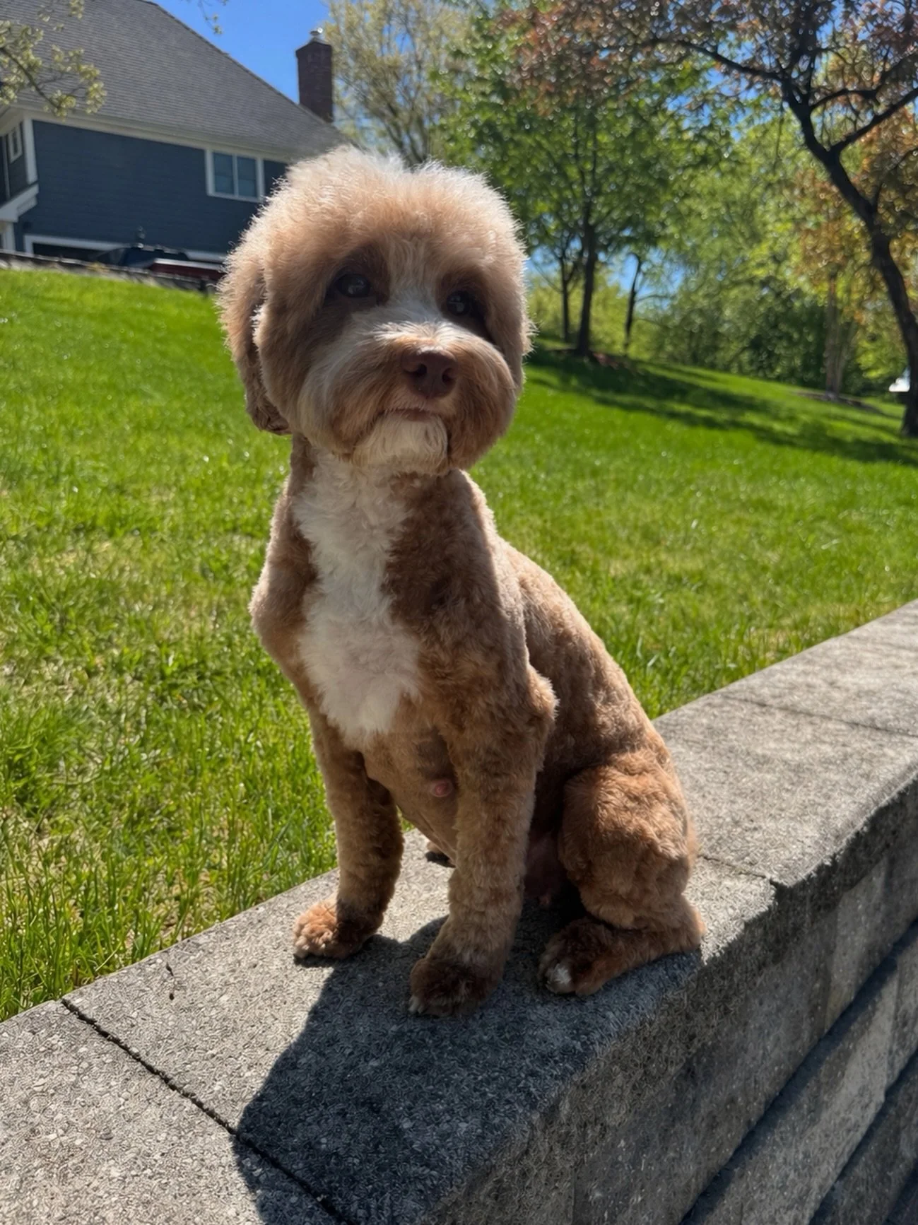 Mama Story!!!! 🩷🤰 This glowing soon-to-be mama had her pre-whelp grooming today! Her guardian mom says that her belly is getting bigger by the day. I can&rsquo;t wait to see it for myself next week! Story&rsquo;s litter list is open! Check out the 