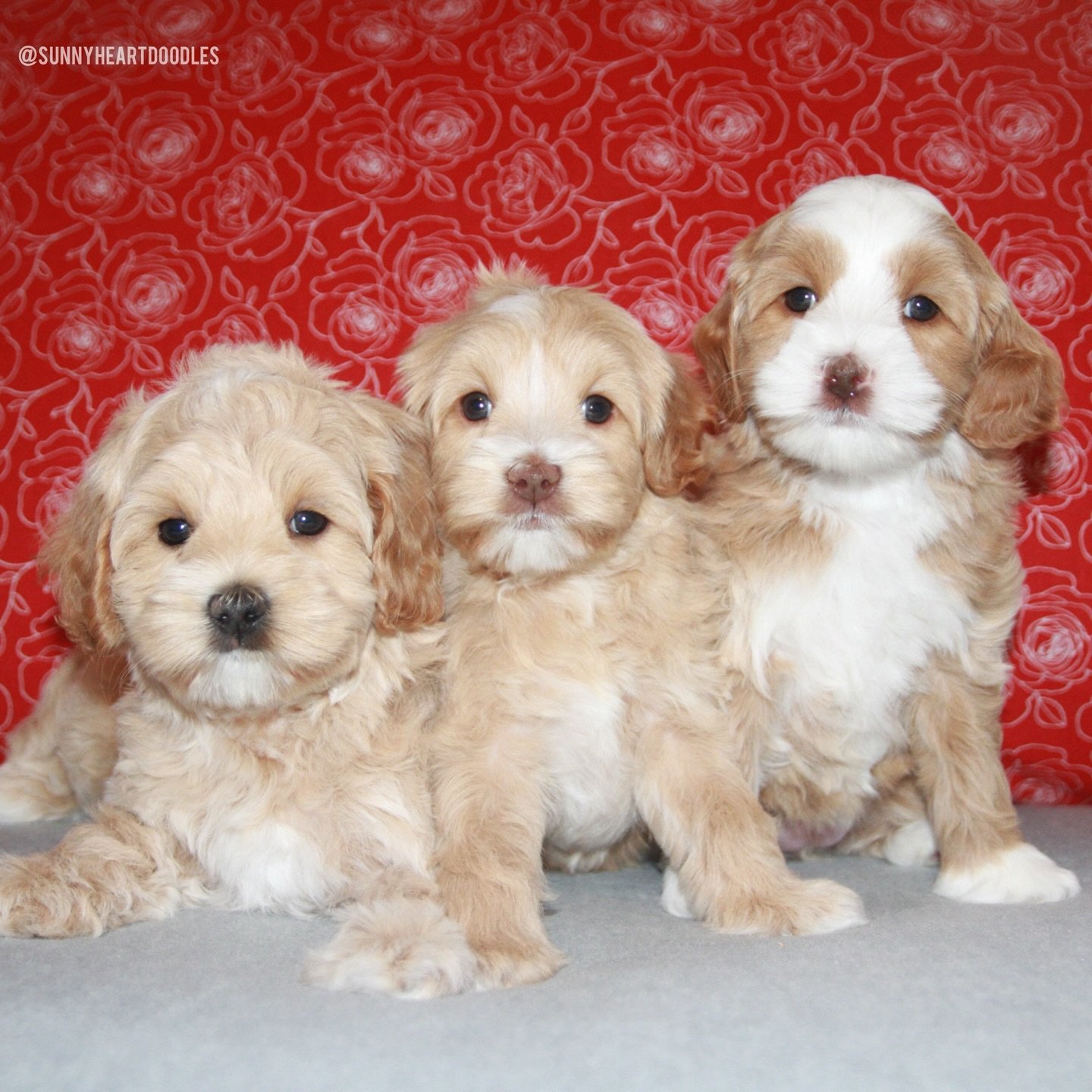 I&rsquo;m obsessed! 😍 These 🐻❤️ #SHDUnBEARablyCute babies are so, so cute! I can&rsquo;t believe they&rsquo;re 6 weeks old! These potatoes 🥔 are FULLY WEANED and mama Rellie has gone home. Polar, Grizzly and Panda (📸 from left to right) are lovin