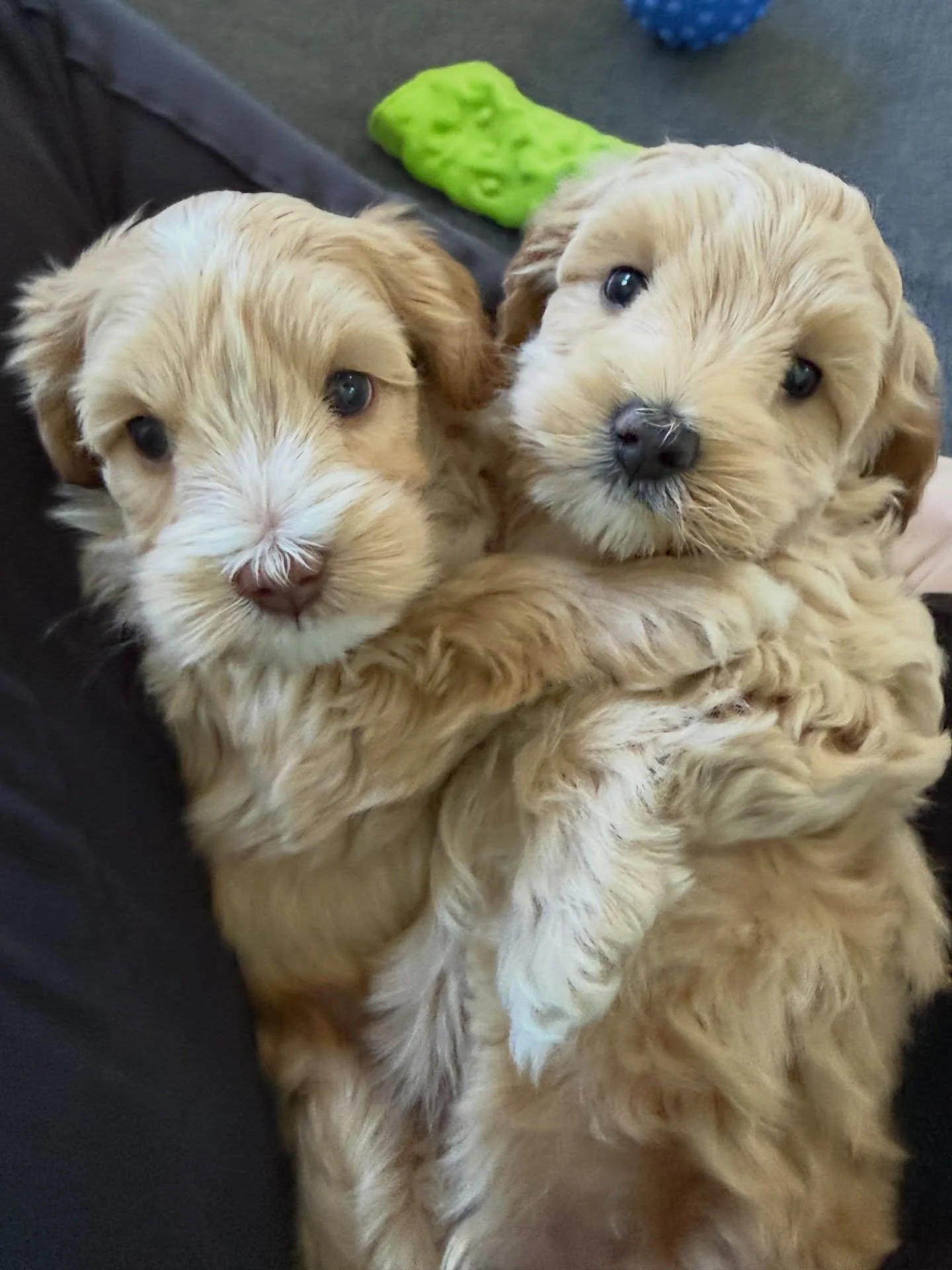 These boys are the sweetest! Grizzly (left) and Polar (right) are from our 🐻❤️ #SHDUnBEARablyCute litter. They&rsquo;re cuddly, playful and affectionate, a perfect blend of qualities! 🥰 If you can picture one of these cuties snuggling in your lap, 