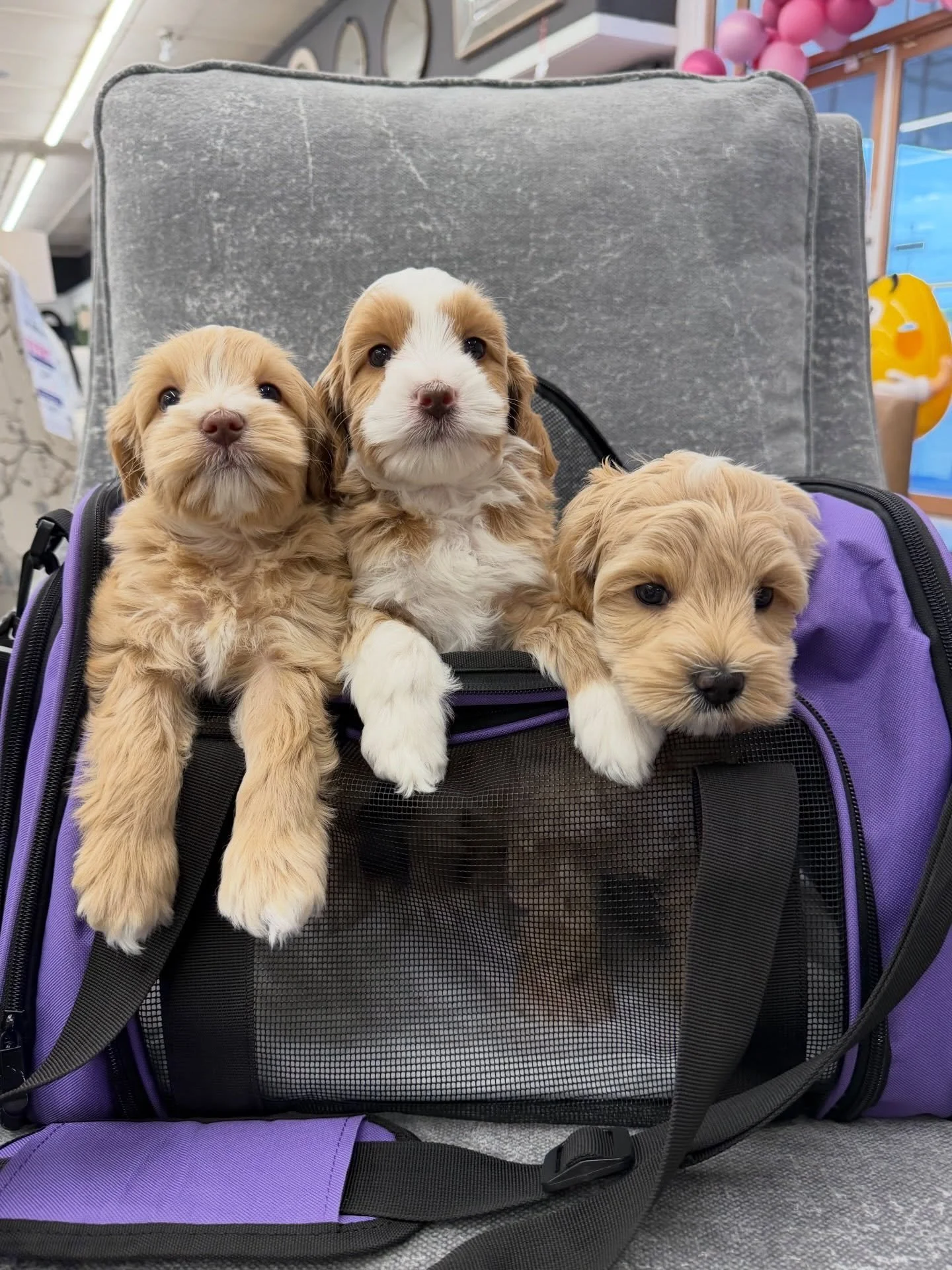 What a day the 🐻❤️ #SHDUnBEARablyCute babies had today! While some of my adult dogs were at the groomer, I took Grizzly, Panda, and Polar on a field trip. We visited our favorite furniture store, where they&rsquo;re always welcoming of my puppy soci