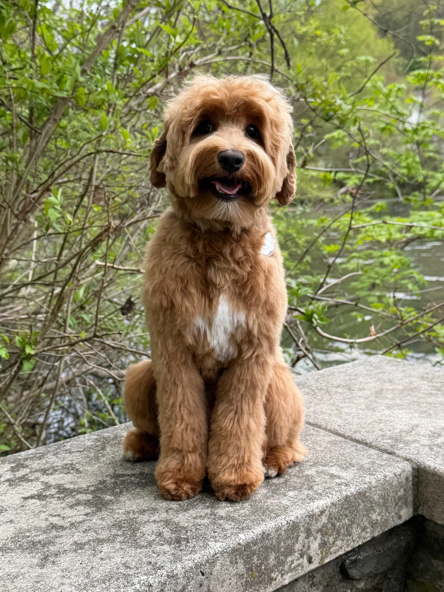 I could not be more thrilled with this baby girl!! Ellis (Otter from The Critter End) finalllllllly had her first big girl haircut yesterday and she is&hellip;GORGEOUS! Aside from being a beautiful shade of red with great markings, Ellis&rsquo;s stru