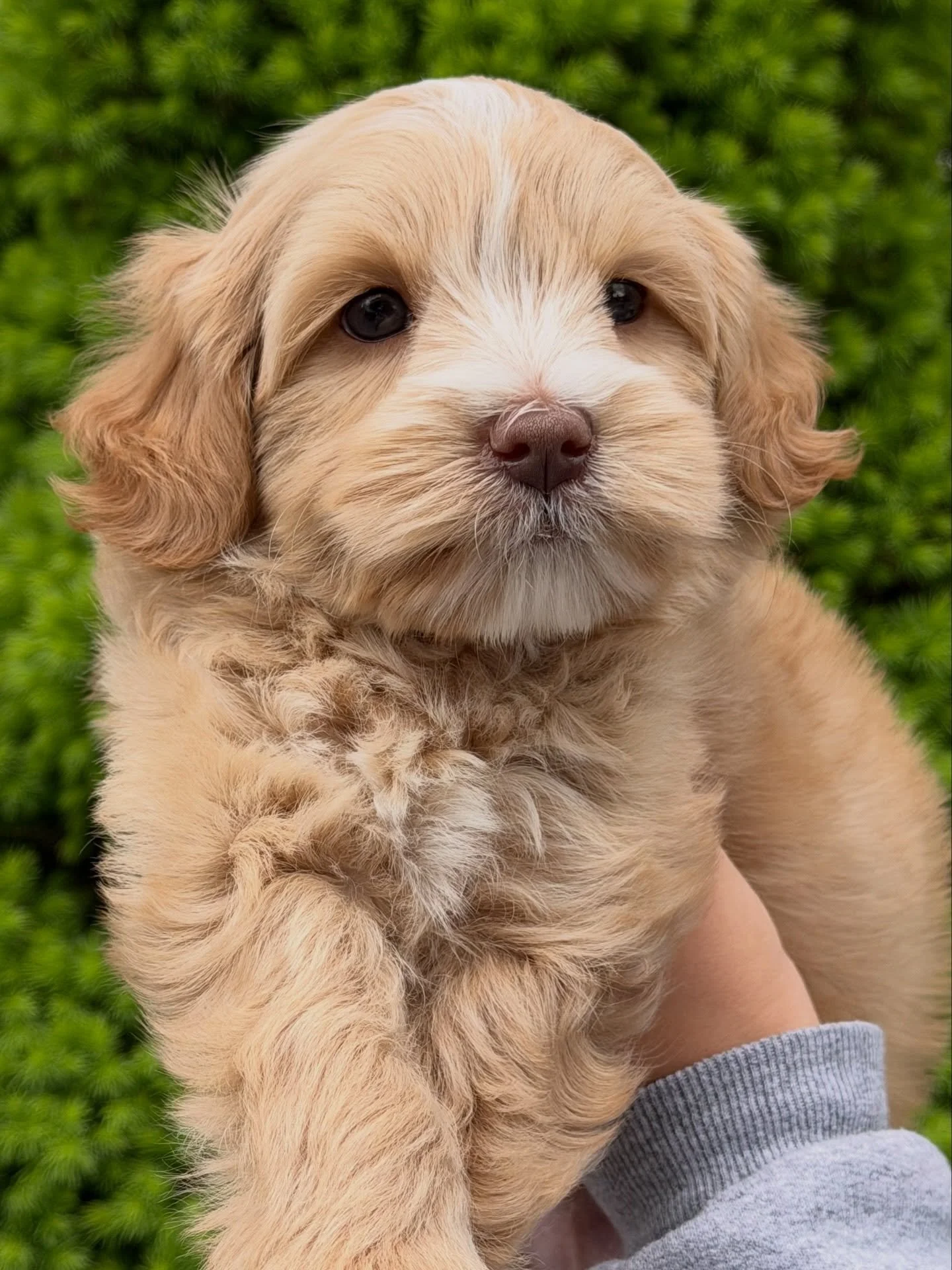 Sweet, sweet Grizzly! I can&rsquo;t get enough of him. This boy is one of the males in our 🐻❤️ #SHDUnBEARablyCute litter! 🩵 Grizzly is adorable, playful and oh-so-affectionate! The 🐻 babies will be ready to go home on 5/16 and we have MALE AVAILAB