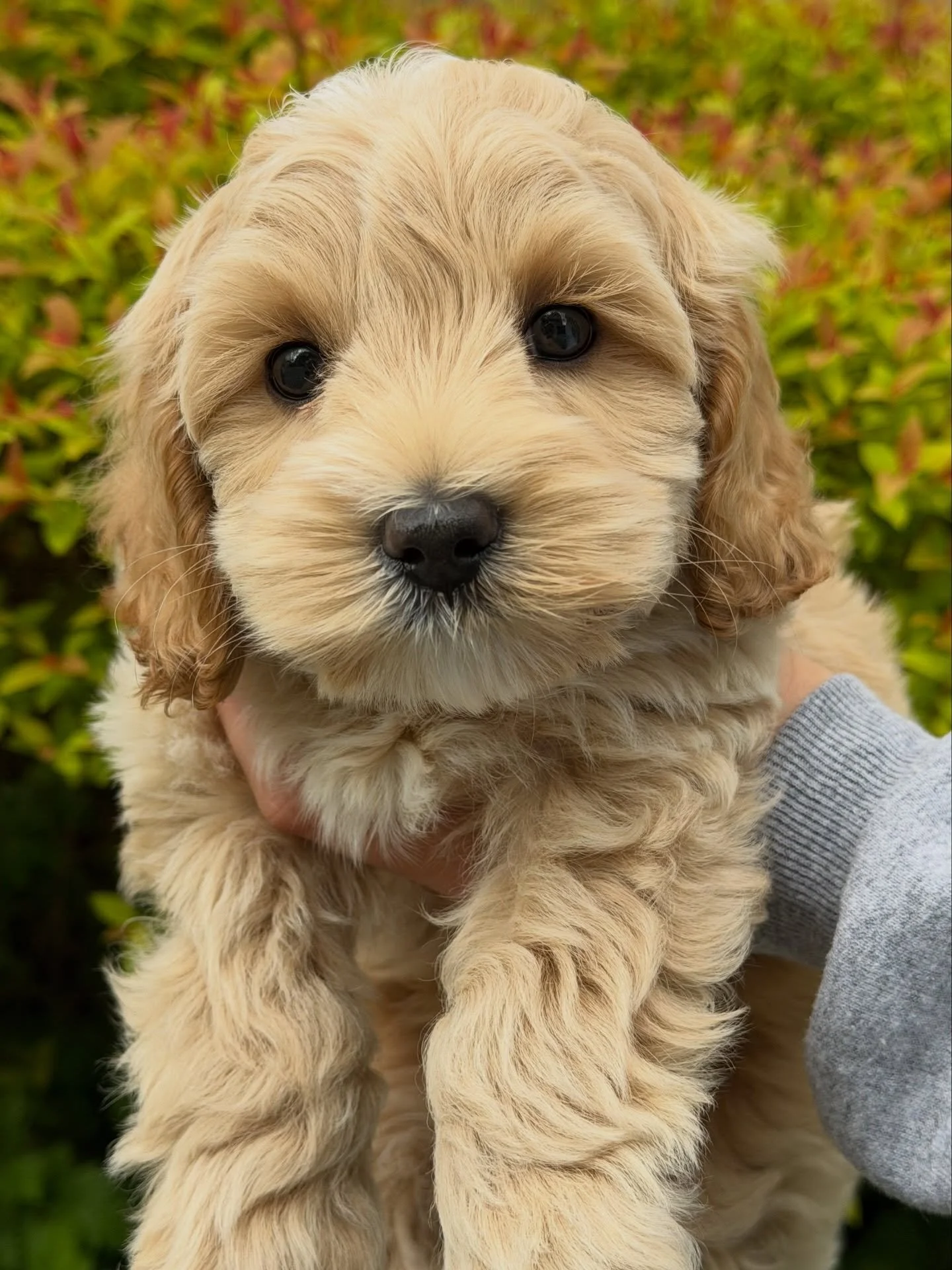 WE HAVE MALE AVAILABILITY!!! 🩵💙 If you&rsquo;ve been thinking about welcoming a pup into your family, this photo of Polar from our 🐻❤️ #SHDUnBEARablyCute litter is your sign! NOW is the time! ➡️ https://www.sunnyheartdoodles.com/rellie-and-gavin-m