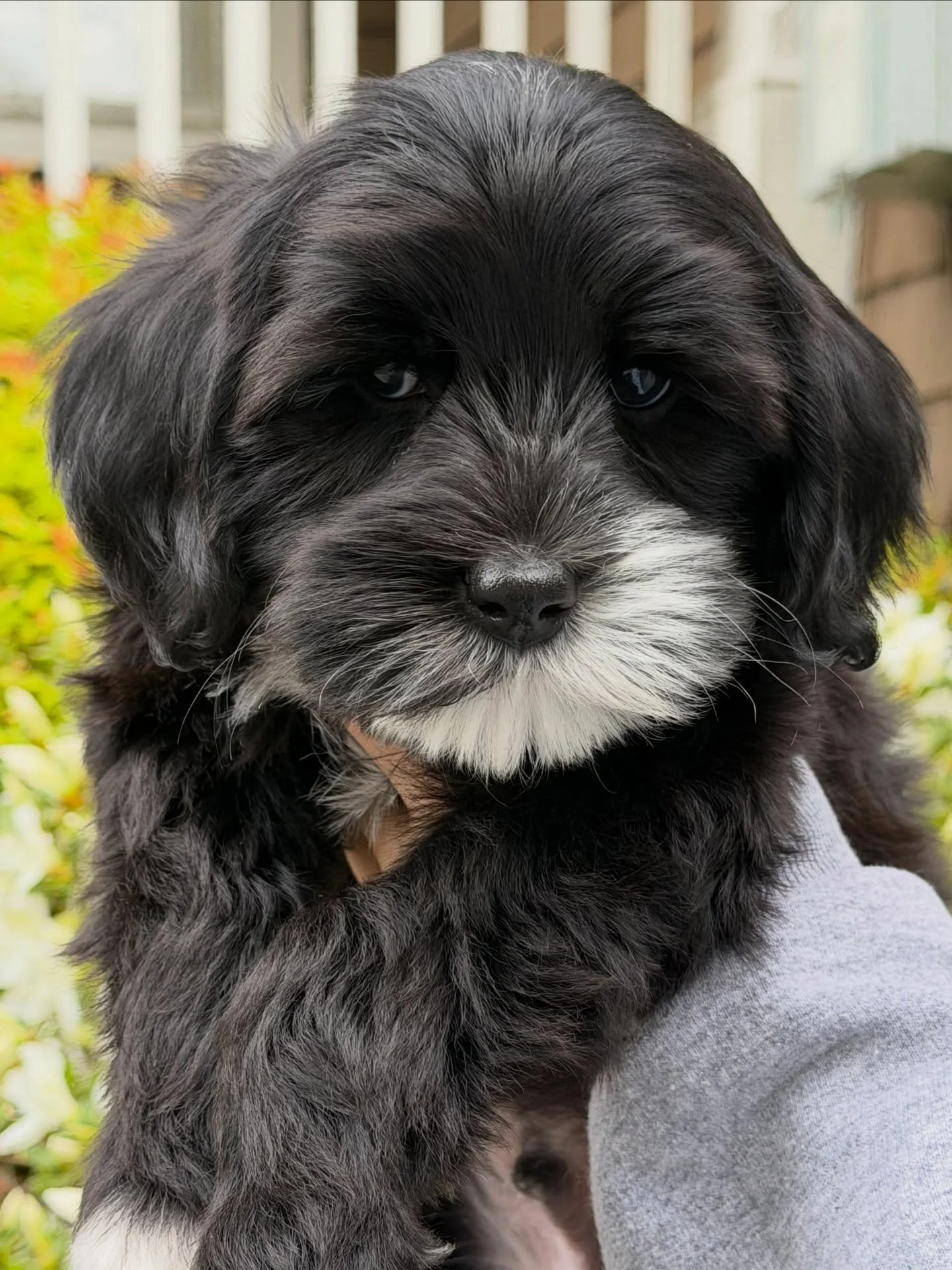 ☀️❤️ Introducing&hellip;SUNNY HEART BERGEN RHODES!! ☀️❤️ After a LOT of thought and brainstorming, my helper chose Bergen Rhodes as Umpire&rsquo;s new, official and forever name!! Bergen is our breeder pick from our ⚾️❤️ #SHDLetsPlayBall litter. In a