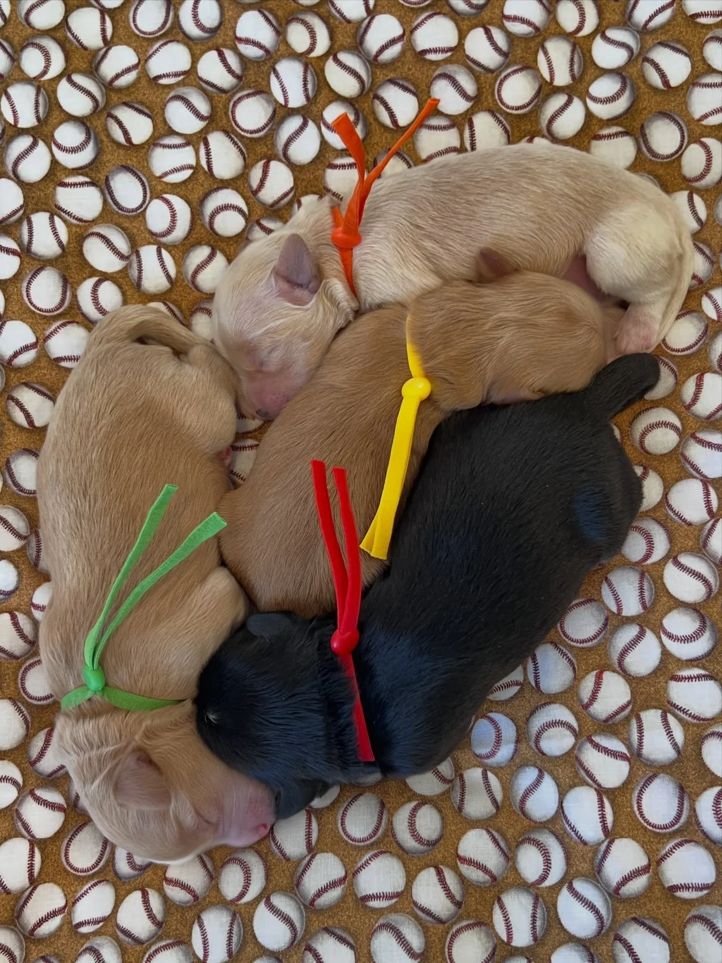 My heart&hellip;how did my ⚾️❤️ #SHDLetsPlayBall babies grow from these tiny beans into remarkable 8 week old puppies in less than a blink? 🥹 I was JUST woken up in the wee hours of March 6th by Una starting her delivery of these sweethearts. That w