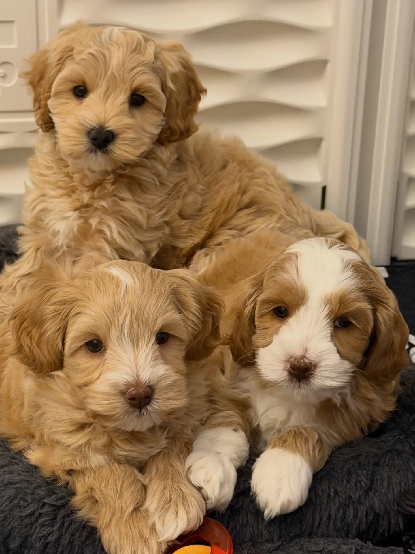 📢 PUPPY AVAILABILITY! 📢 My babiest are the cuddliest, snuggliest puppies ever! 🥰 When they&rsquo;re not nestled in my lap, they&rsquo;re in a puppy pile with one another. The affection is off the charts! 📊📈 If you need a cuddle buddy in YOUR lif