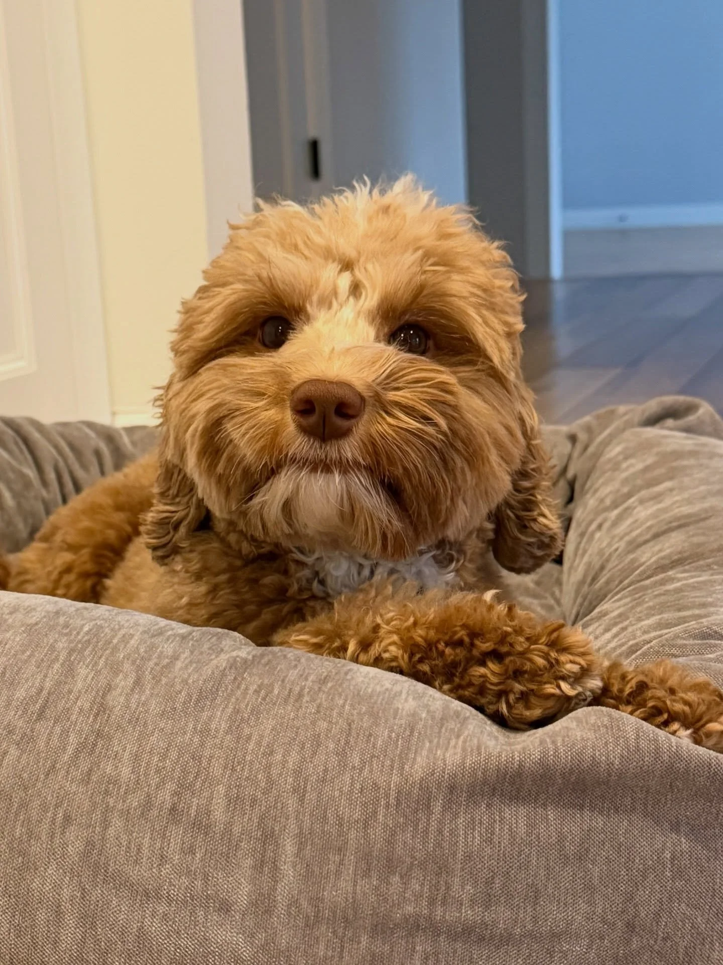 I&rsquo;m soooo excited for mama (to-be), Story! I&rsquo;m counting down the hours until she gets here to get settled in to have her pups! 🥰 Her mom tells me that she&rsquo;s been feeling the puppies in Story&rsquo;s belly. 🥹 Story&rsquo;s puppies 