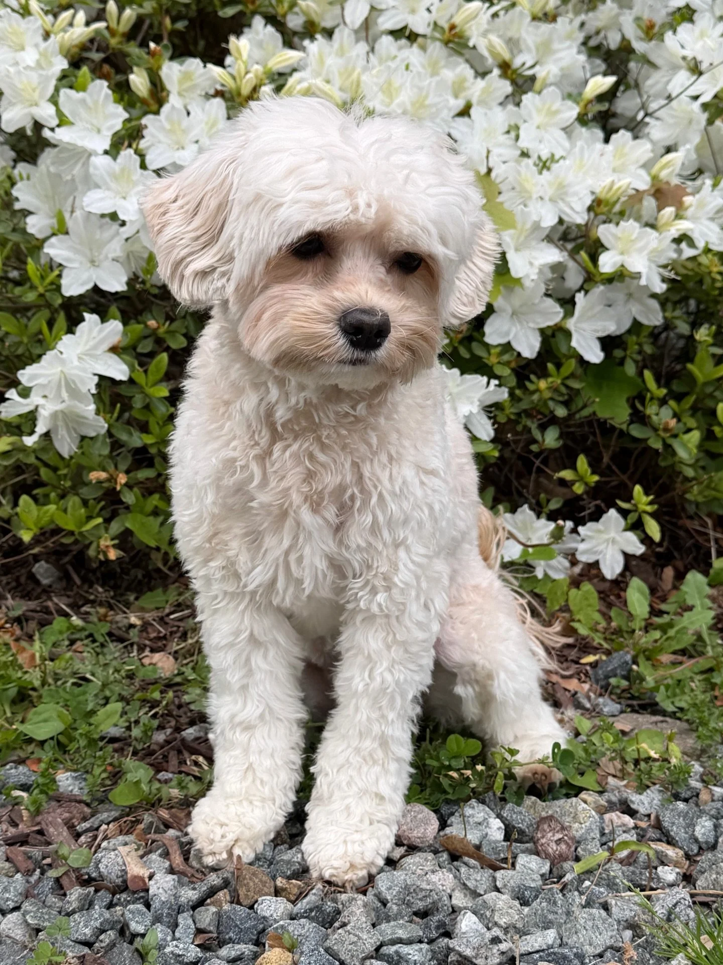 📌 Heat alert! 📌 This sweet, funny girl is in heat! We&rsquo;ll test Navy&rsquo;s progesterone in about a week and once she ovulates, she and Gavin will breed. 🥰 If you&rsquo;re longing for a precious micro mini, THIS will be the litter! Navy is a 