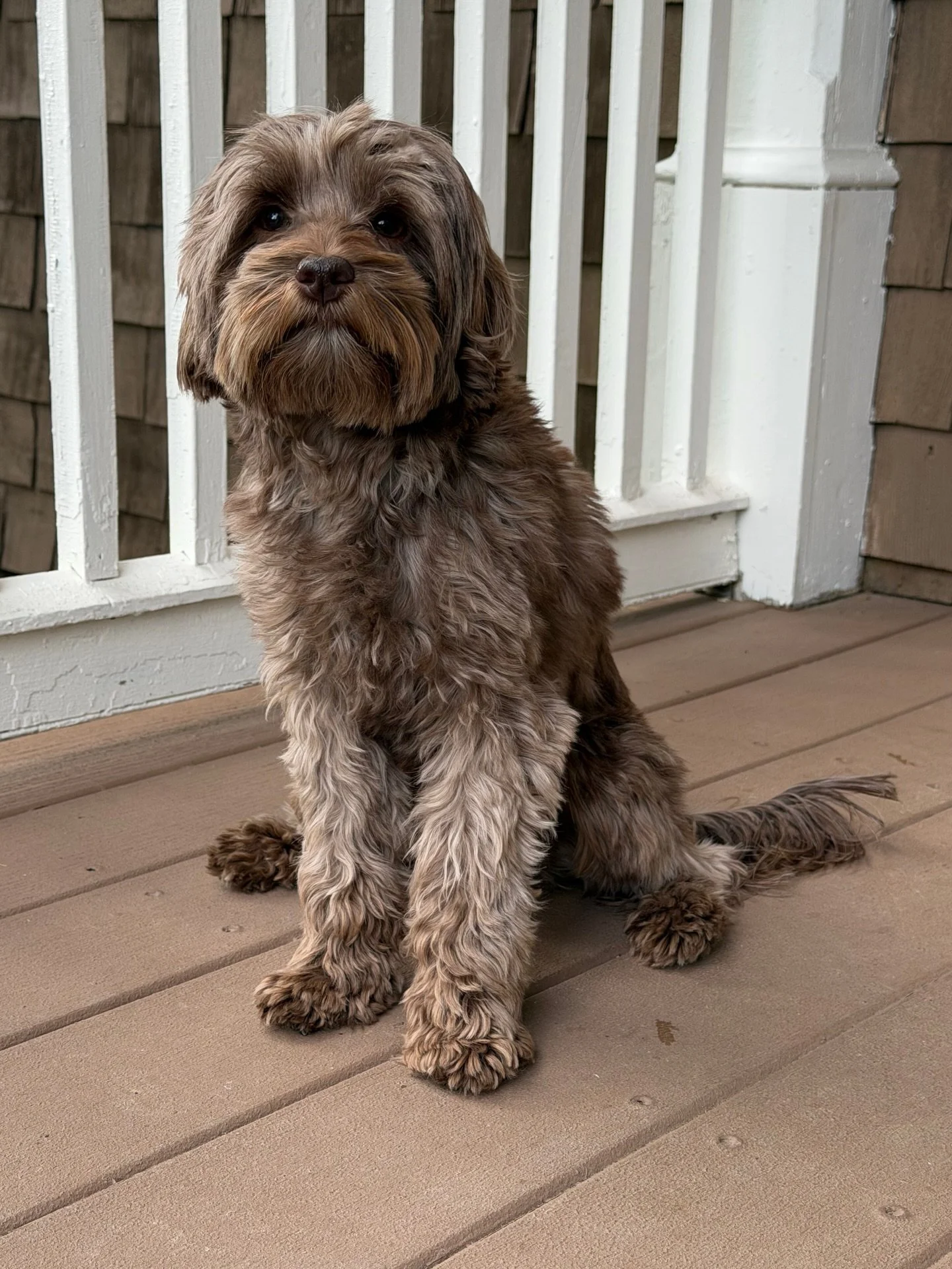 This is not an update I ever expected to be making. Through no fault of her own, we&rsquo;re seeking a new (and forever!) guardian family for precious Avalon! 

Avalon is 2 years old, up to date on shots and wellness exams, microchipped, and FULLY TR
