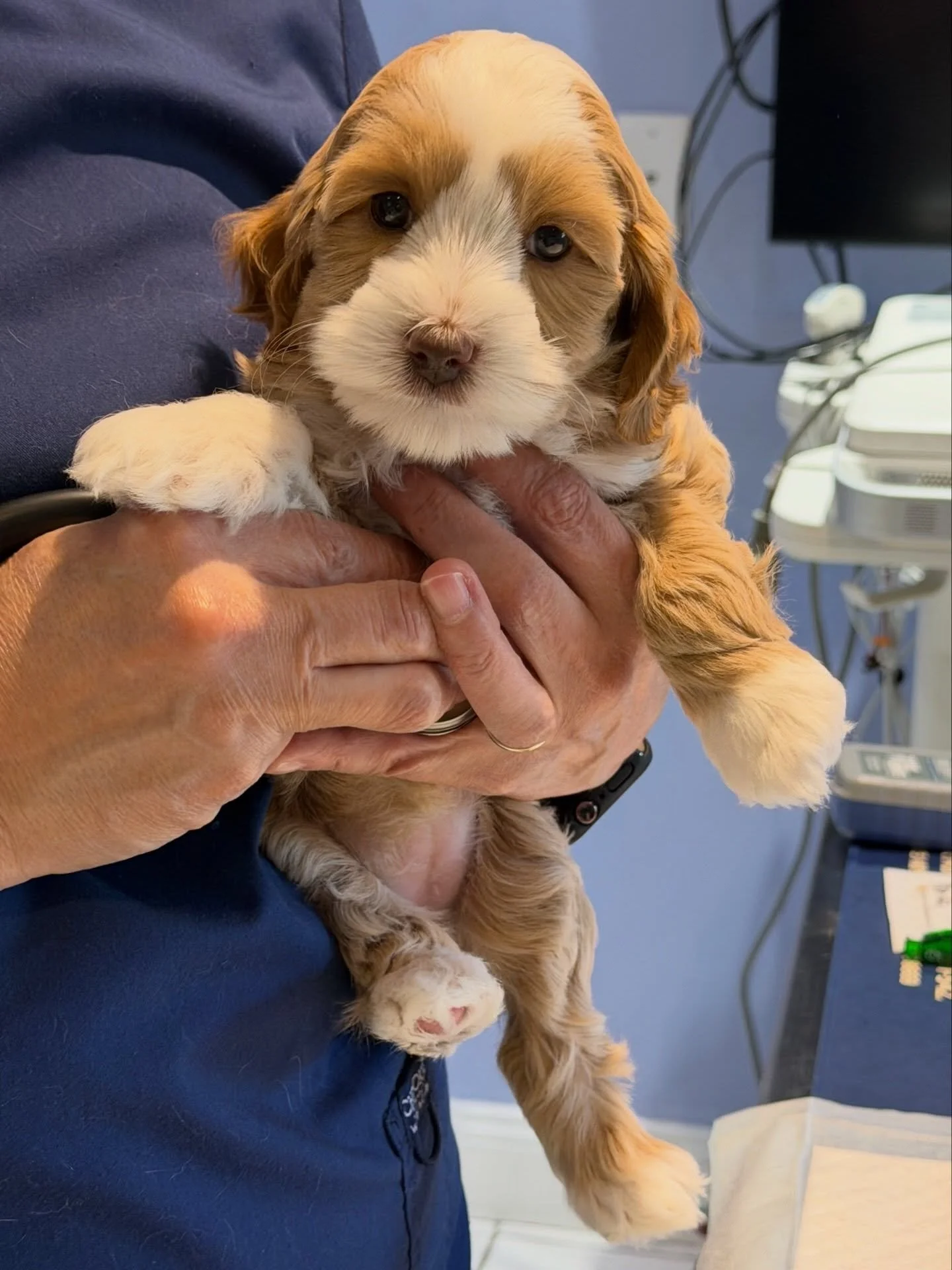 What a great vet visit the 🐻❤️ #SHDUnBEARablyCute puppies had today! Their exams were absolutely perfect! The babies got their first vaccine 💉 and also had their microchips implanted. They all did so well at the vet&rsquo;s office and in the car. I