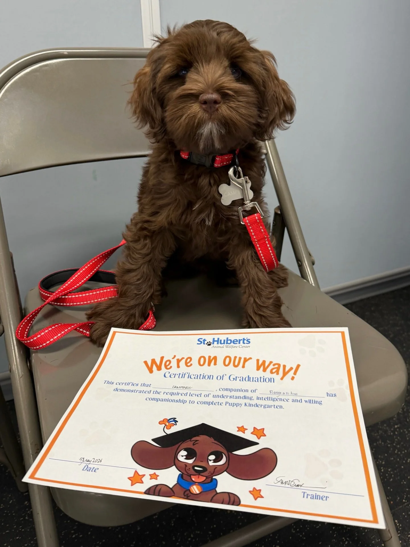 We have a Puppy Kindergarten graduate!! 🎓✏️🍎 Darling Campbell had her first graduation last night. This little girl is laying a wonderful foundation for beautiful behavior with the principles she learned in Puppy K. My helper and I had so much fun 