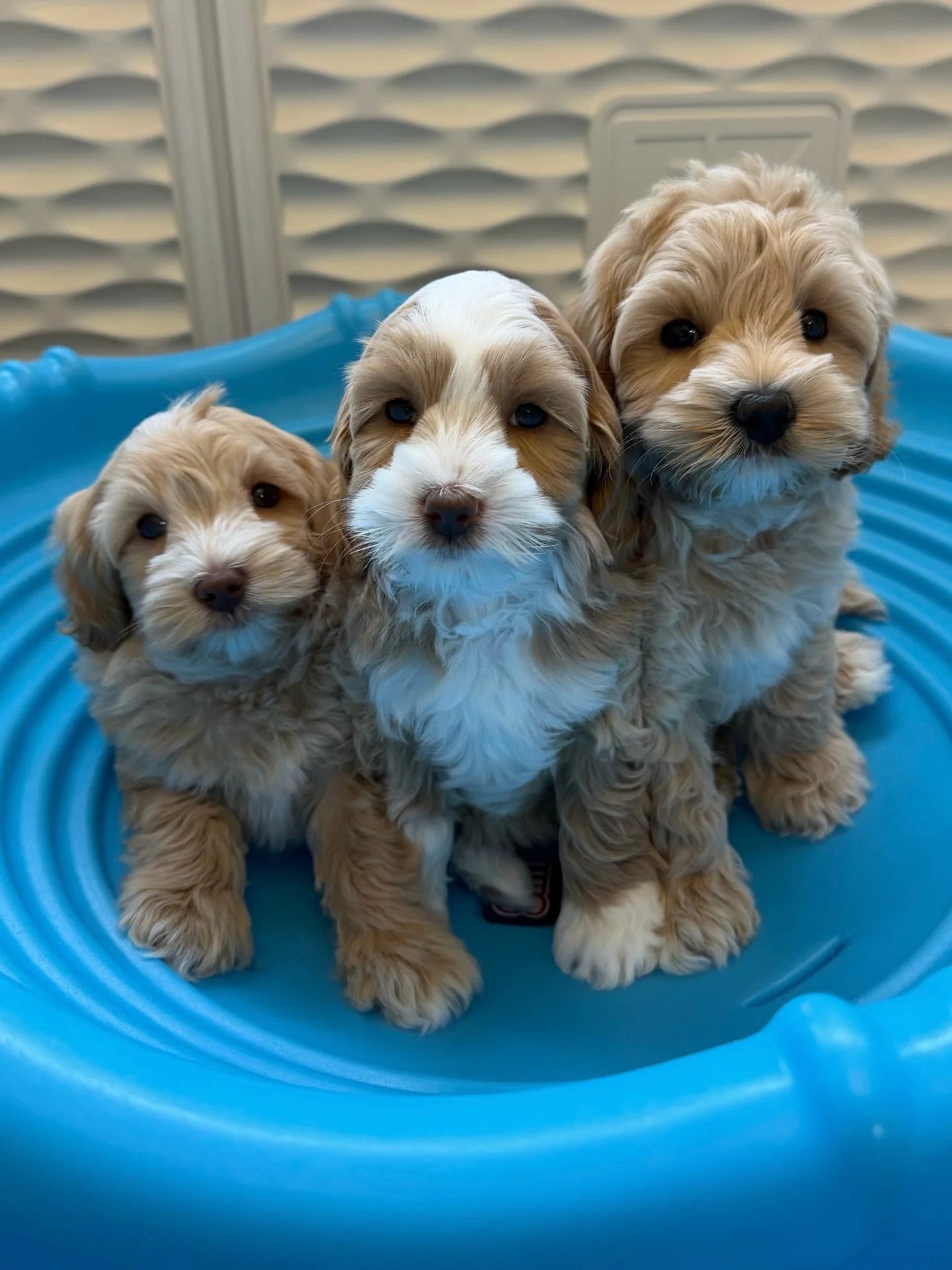 The three little bears in our 🐻❤️ #SHDUnBEARablyCute litter are as sweet as honey! 🐻🍯 They sure do love to play but we just had the most loving before-bed cuddle time. 🥹 Reserve YOUR snuggly bear cub here: https://www.sunnyheartdoodles.com/get-st