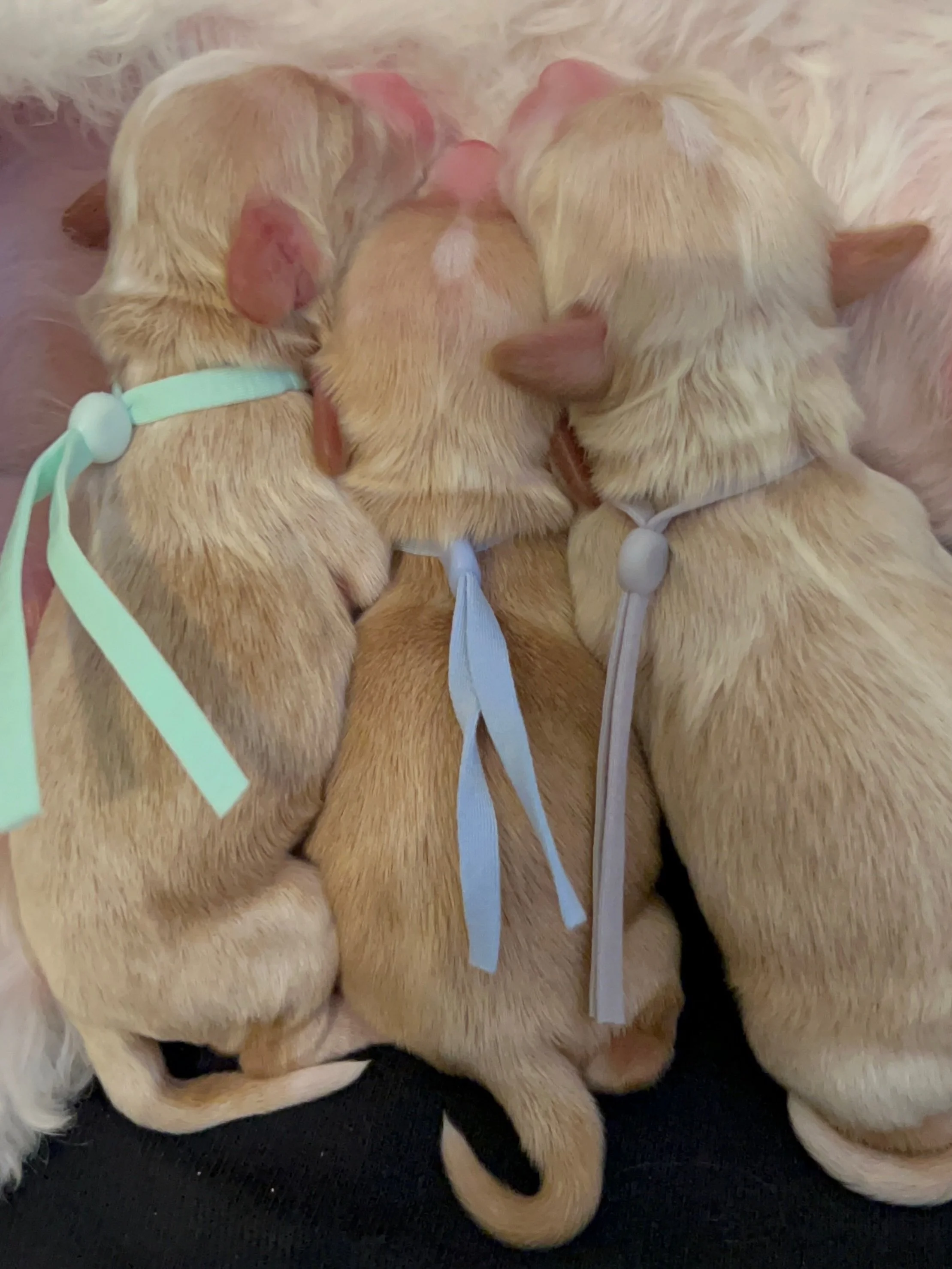 It&rsquo;s Throwback Thursday! These are our 🐻❤️ #SHDUnBEARablyCute puppies just over 7 weeks ago. I took this photo when the babies were 1 day old. 🥹 If you want to bring one of these love bugs home NEXT WEEKEND, reserve your spot here: https://ww