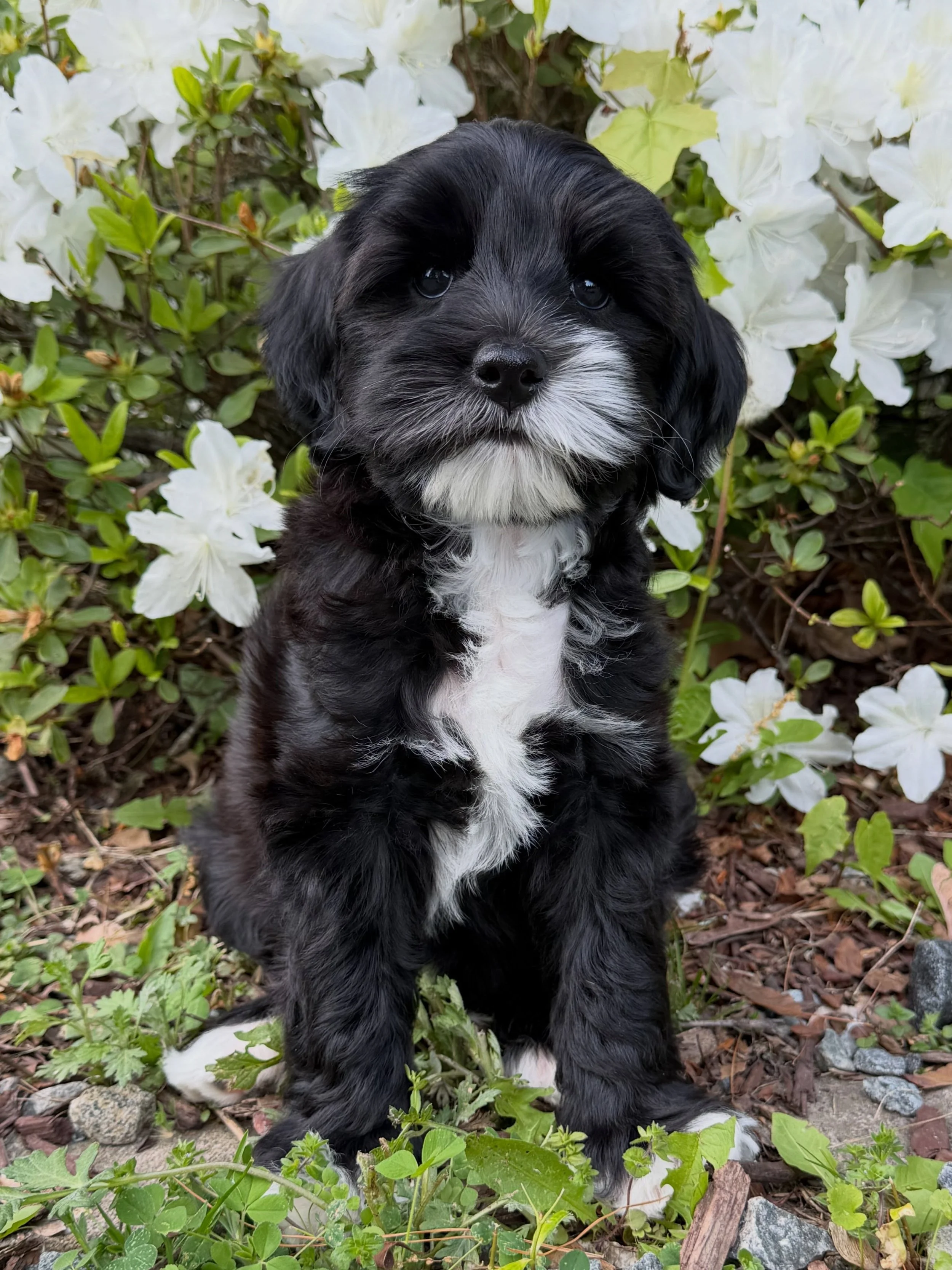 🏡❤️ We&rsquo;re seeking a NJ guardian family for this cutie!! 🏡❤️

Isn&rsquo;t Bergen so handsome? 💙 Sunny Heart Bergen Rhodes is a sweet and playful mini Australian Labradoodle puppy with a fantastic personality. 😄 He has a lovely disposition, b