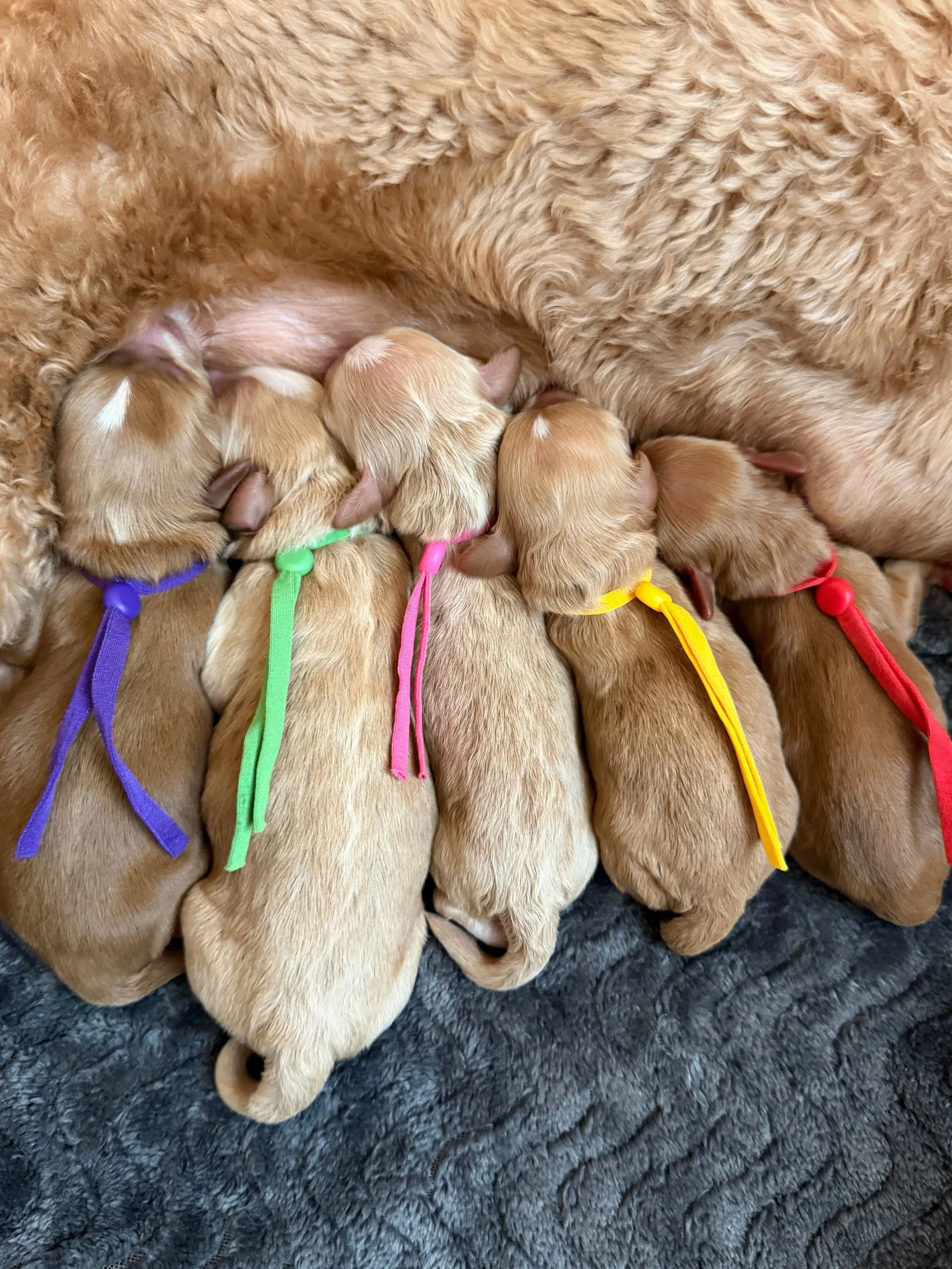☀️❤️ Arrival of 5 new Sunny Hearts! ☀️❤️ Early Friday morning, Story delivered a beautiful litter of caramel cuties. I couldn&rsquo;t be more proud of her. 🥹 We have 5 new puppies, 4 girls and 1 boy! These precious babies are absolutely darling! Eve