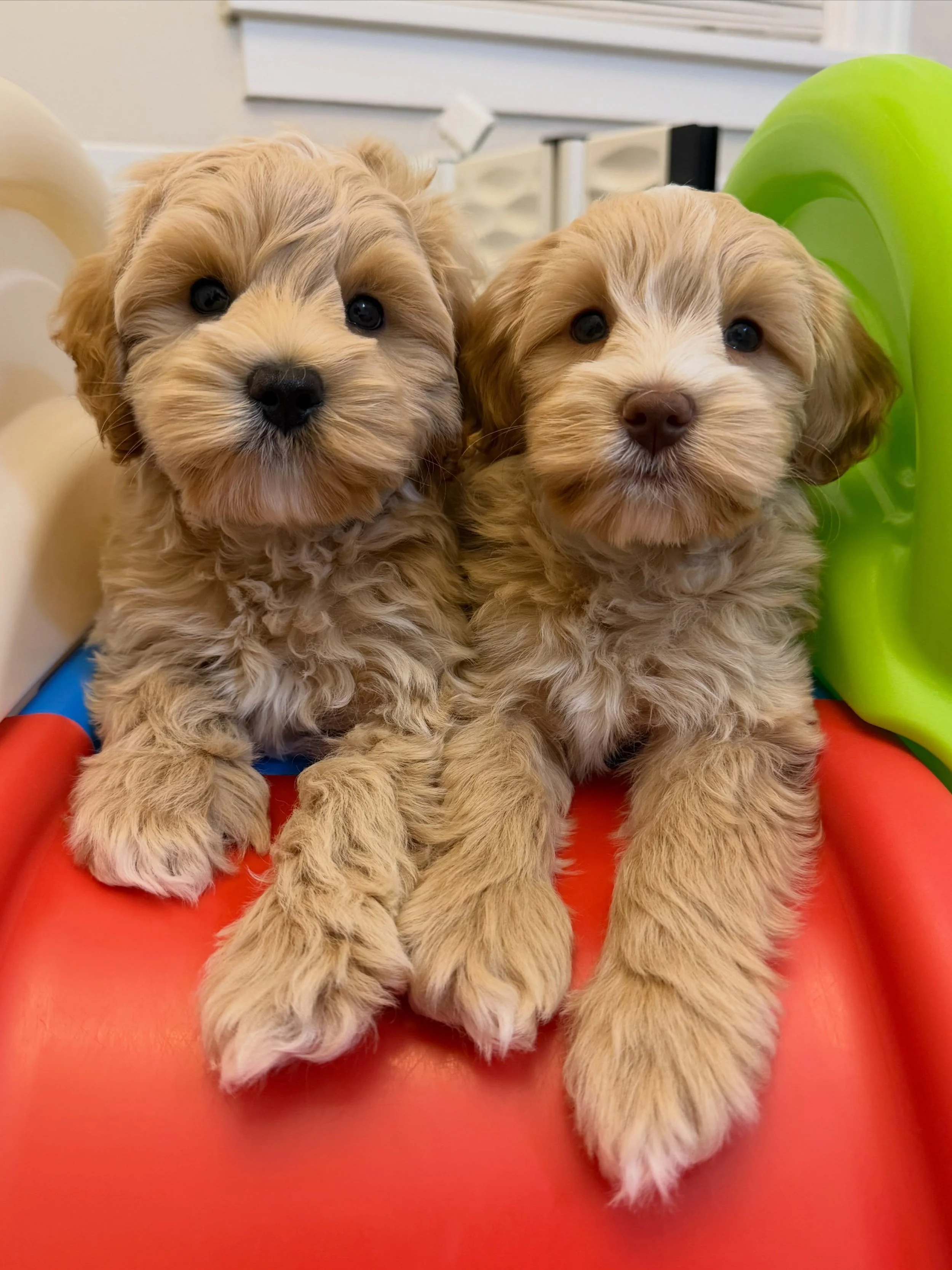 These two sweet boys are searching for their perfect families and they&rsquo;ll be ready to go home on May 16th! 💙🐾 Polar (left) and Grizzly (right), from our 🐻❤️ #SHDUnBEARablyCute litter, are the perfect mix of playful and cuddly. They&rsquo;re 