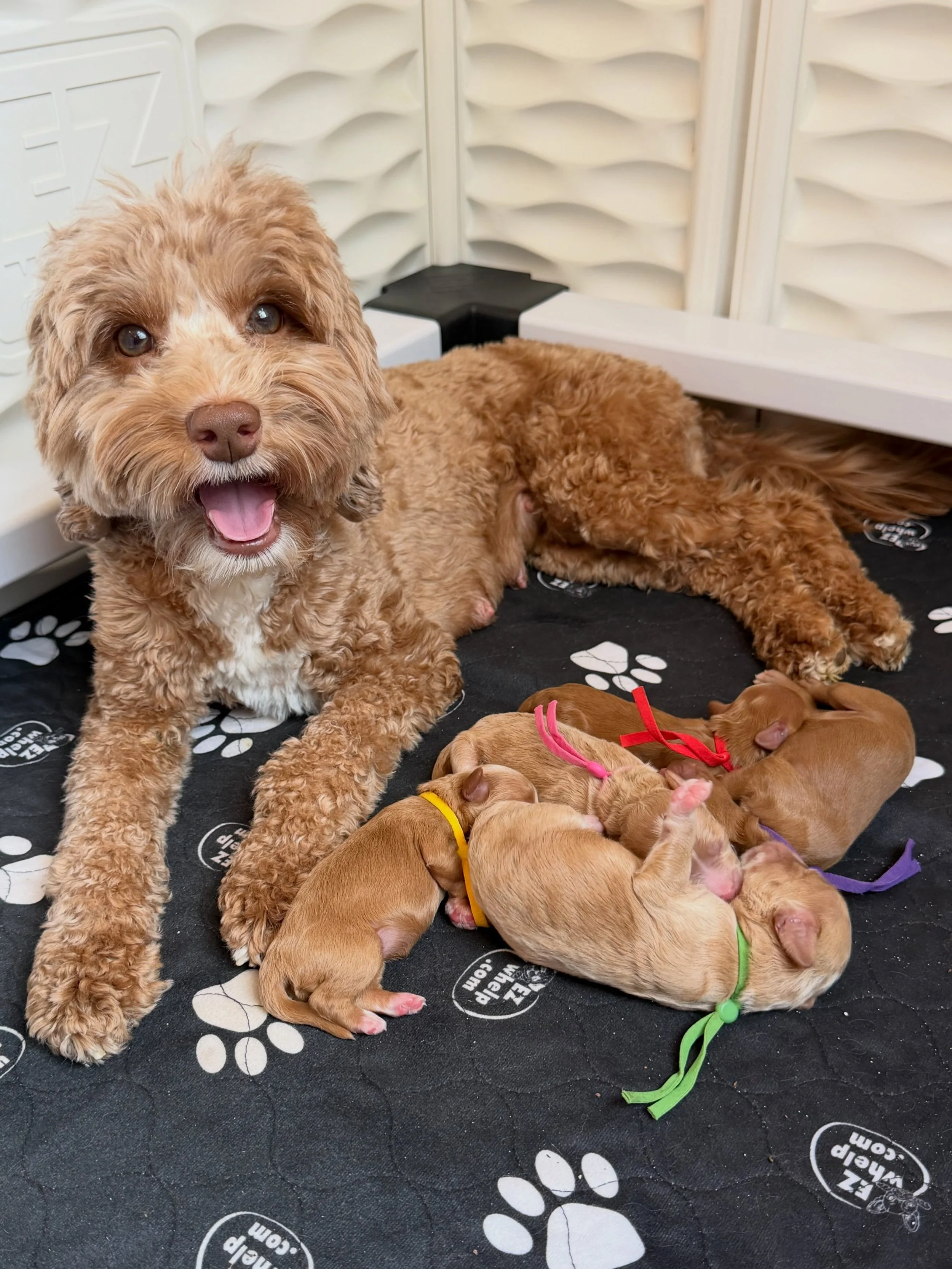 Have you ever seen such a happy mama!? 🥰🌺 Happy Mother&rsquo;s Day to Story and ALL our SHD mamas. You love fiercely and give your babies the very best possible start to life. Story is 2 days into motherhood and her instincts are already wonderful.