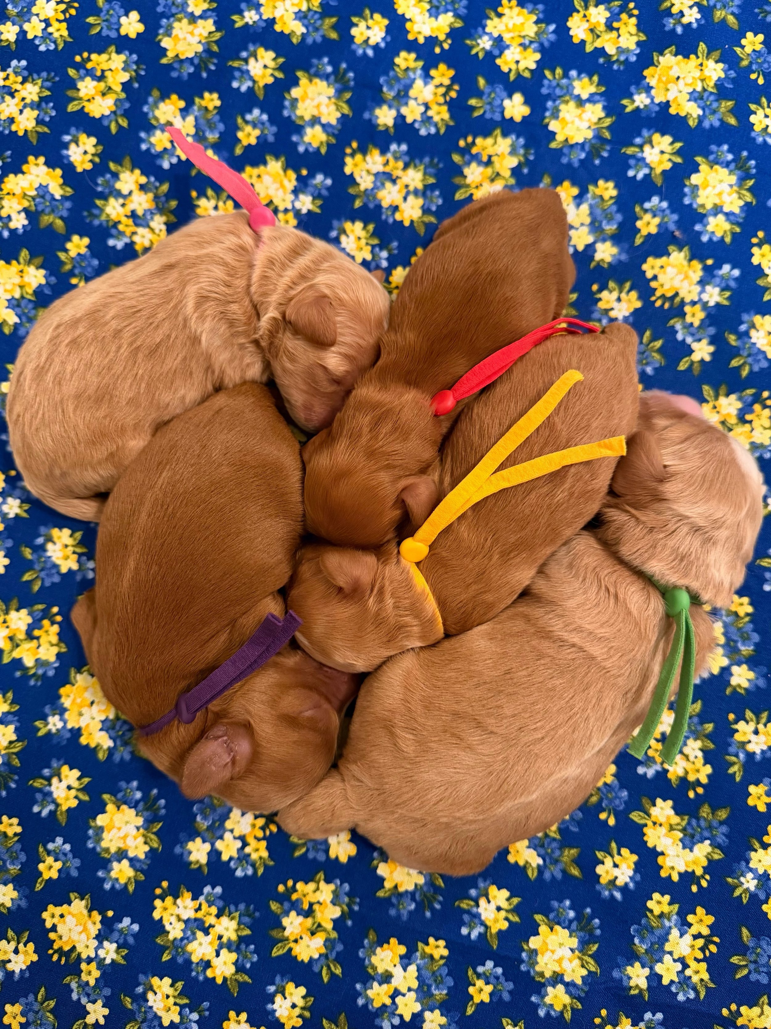 I&rsquo;m delighted to share our newest litter theme, the Sunny Heart Doodles &ldquo;Flowered in Love&rdquo; 🪻💚 litter! Story and Gavin&rsquo;s precious petals are absolutely amazing. These sweet little miracles are already surrounded by so much lo