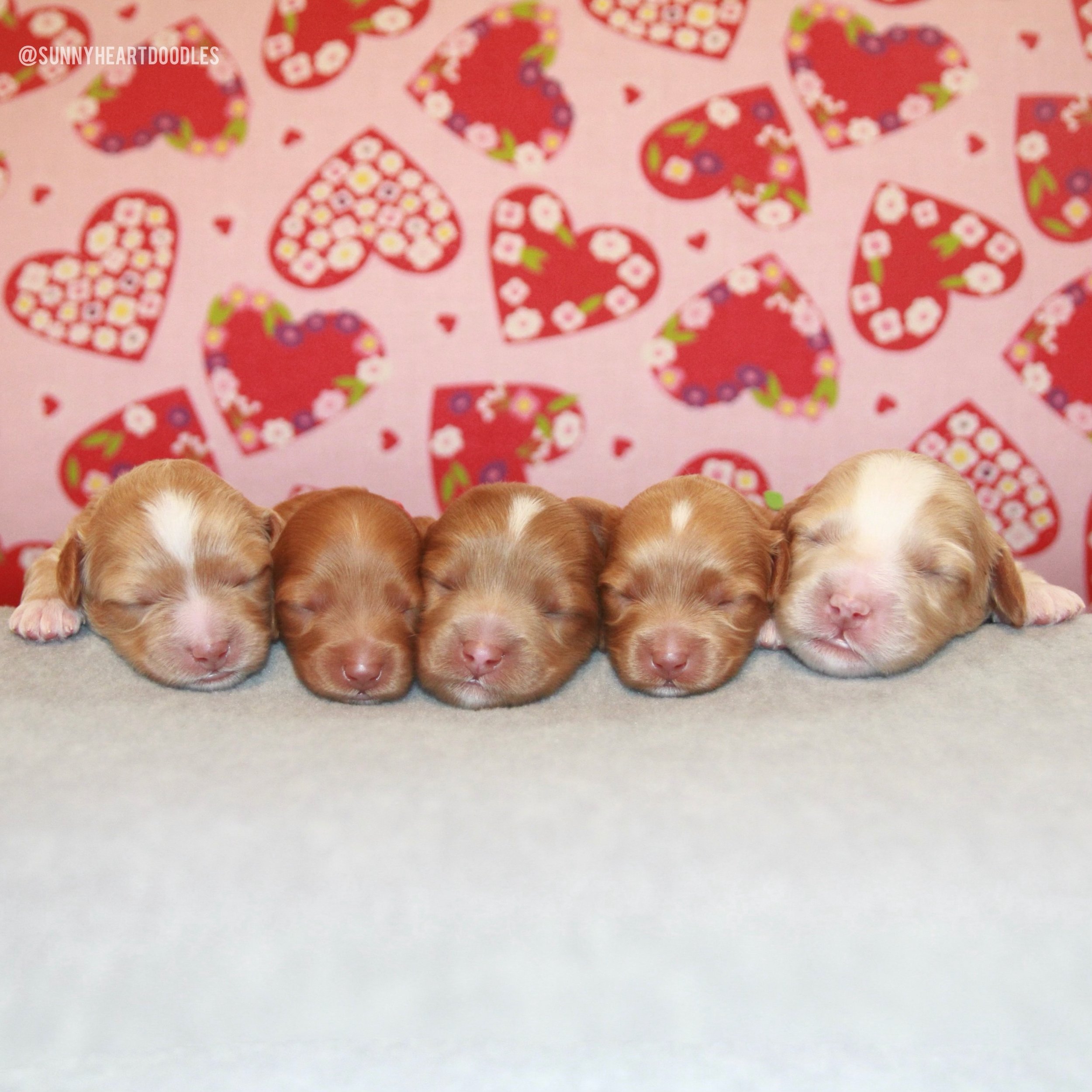 I&rsquo;m delighted to share the individual names of our Flowered in Love mini Australian Labradoodle puppies! 🪻💚 From left to right, our precious petals are named Lotus (🩷), Rose (🩷), Lilac (🩷), Poppy (🩷) and Oleander (💙). Story is a sweet, p