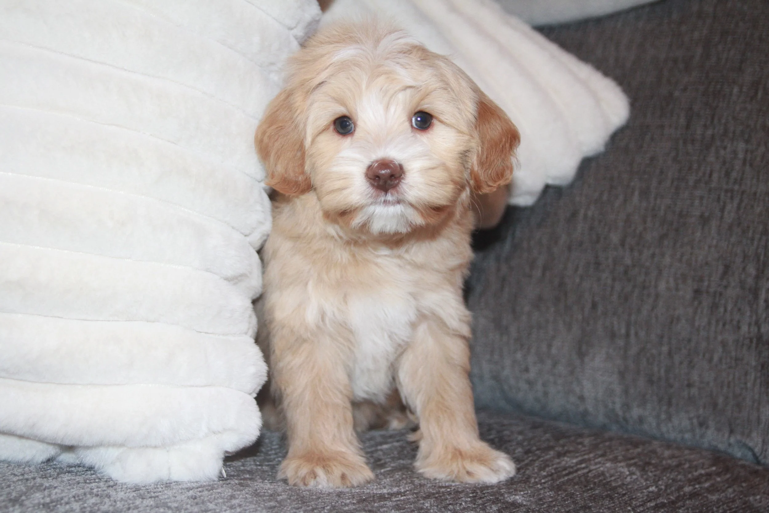 Meet this precious boy, Grizzly! He&rsquo;s from our darling 🐻❤️ #SHDUnBEARablyCute litter and will be ready to go home THIS WEEKEND! 💙

- People-oriented 
- Loves snuggles and companionship 
- Tenderhearted and affectionate 
- Seeks out human inte