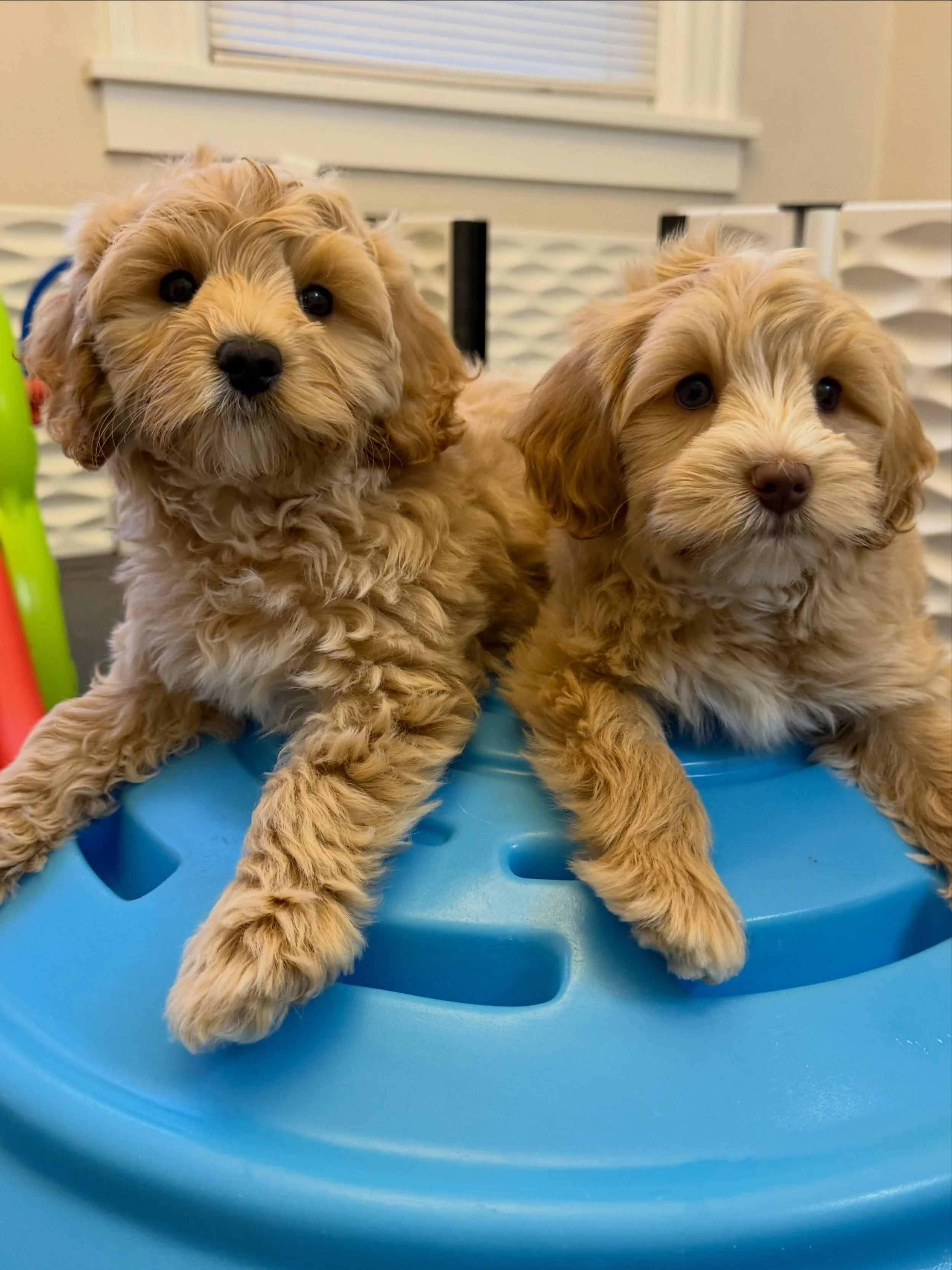 📌 A note about 🐻❤️ #SHDUnBEARablyCute availability 📌

Grizzly and Polar are ready to go home this weekend!

Families who are currently ready to welcome a furry bff into their pack are more than welcome to apply here: https://www.sunnyheartdoodles.