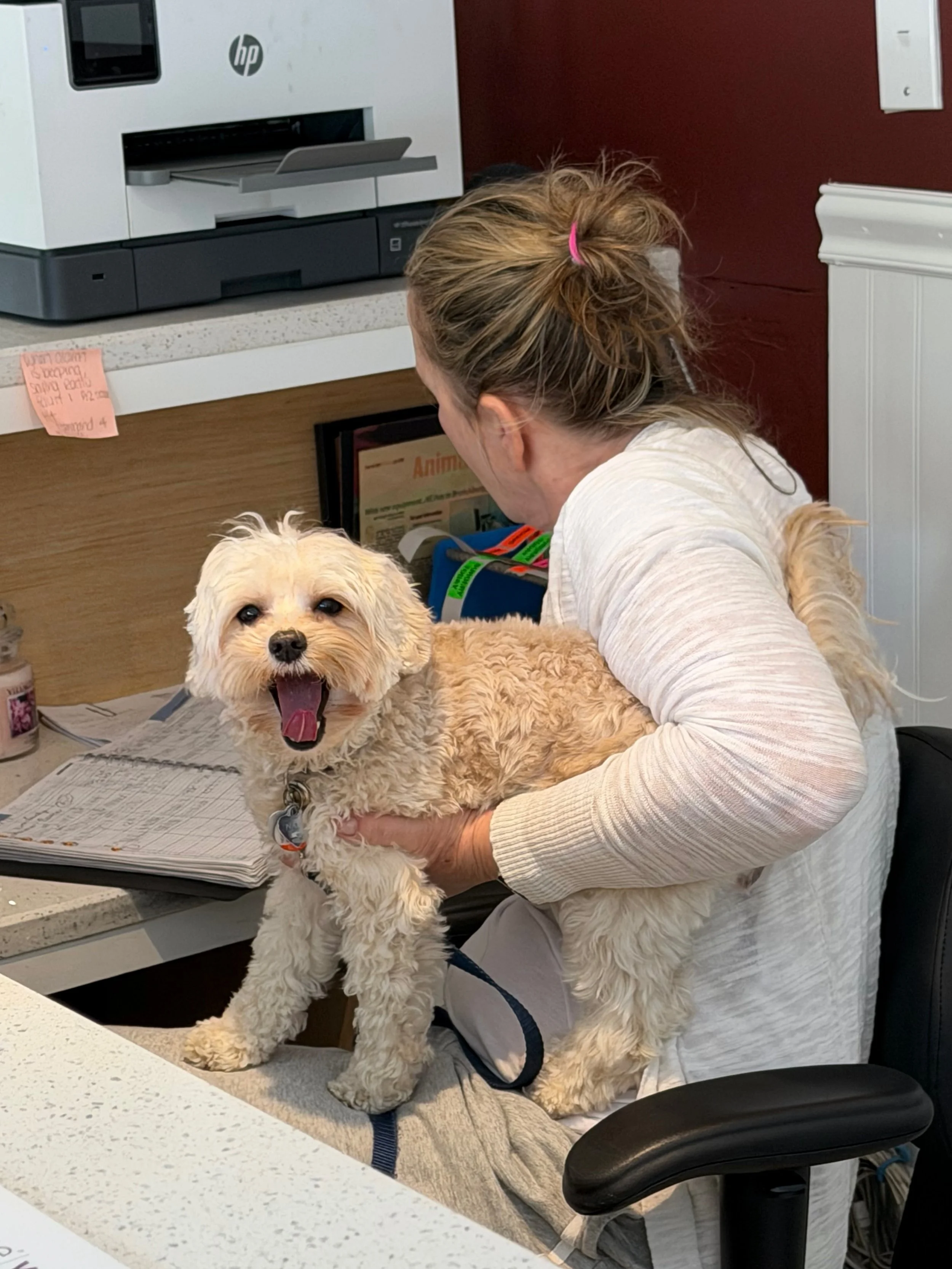 Navy had another progesterone test and little miss is ovulating! She&rsquo;ll be honeymooning with Gavin this weekend! 🥰 While we were at the vet, she decided to apply for a front desk job and got hired on the spot! She&rsquo;s Chief Cuddle Officer!